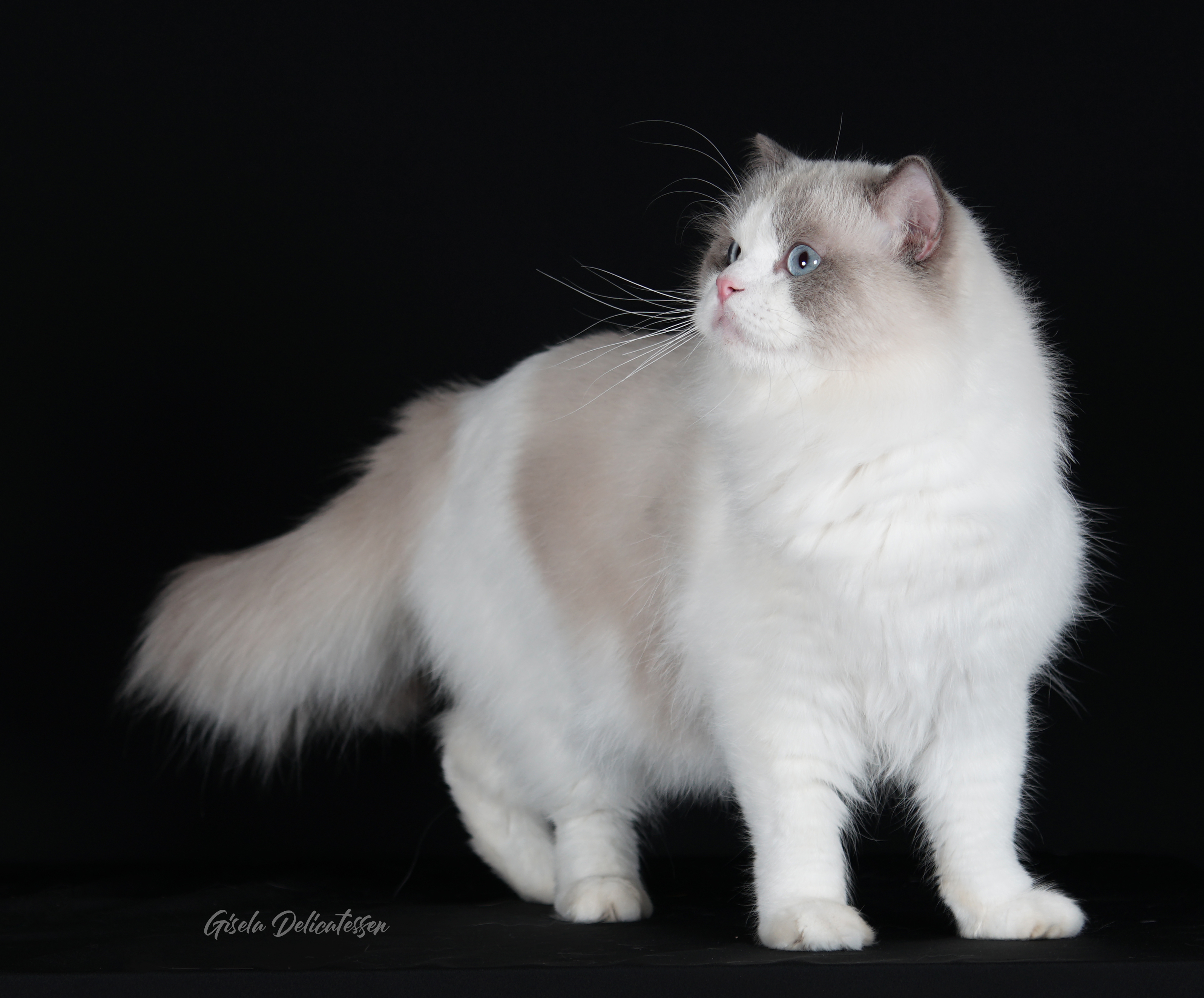 CH. BELFI Beruthiel *PL