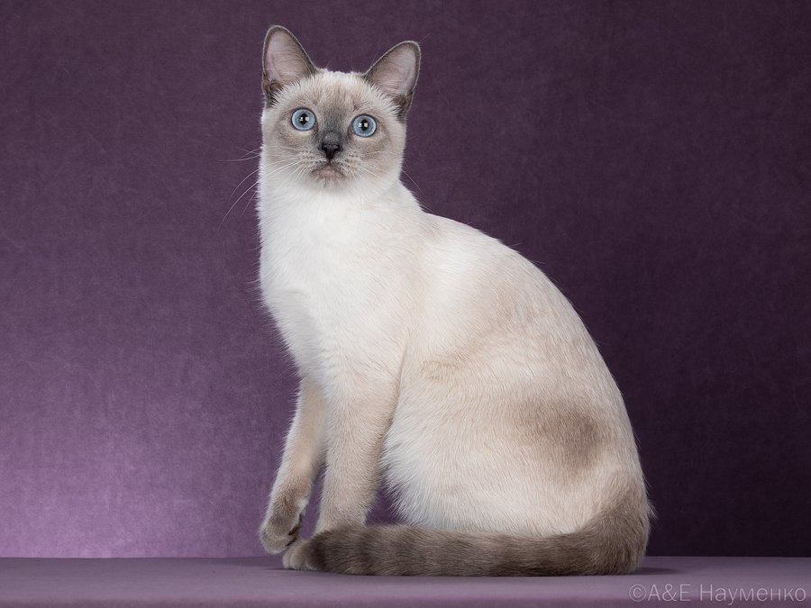 CH. Целестина Тайская Легенда