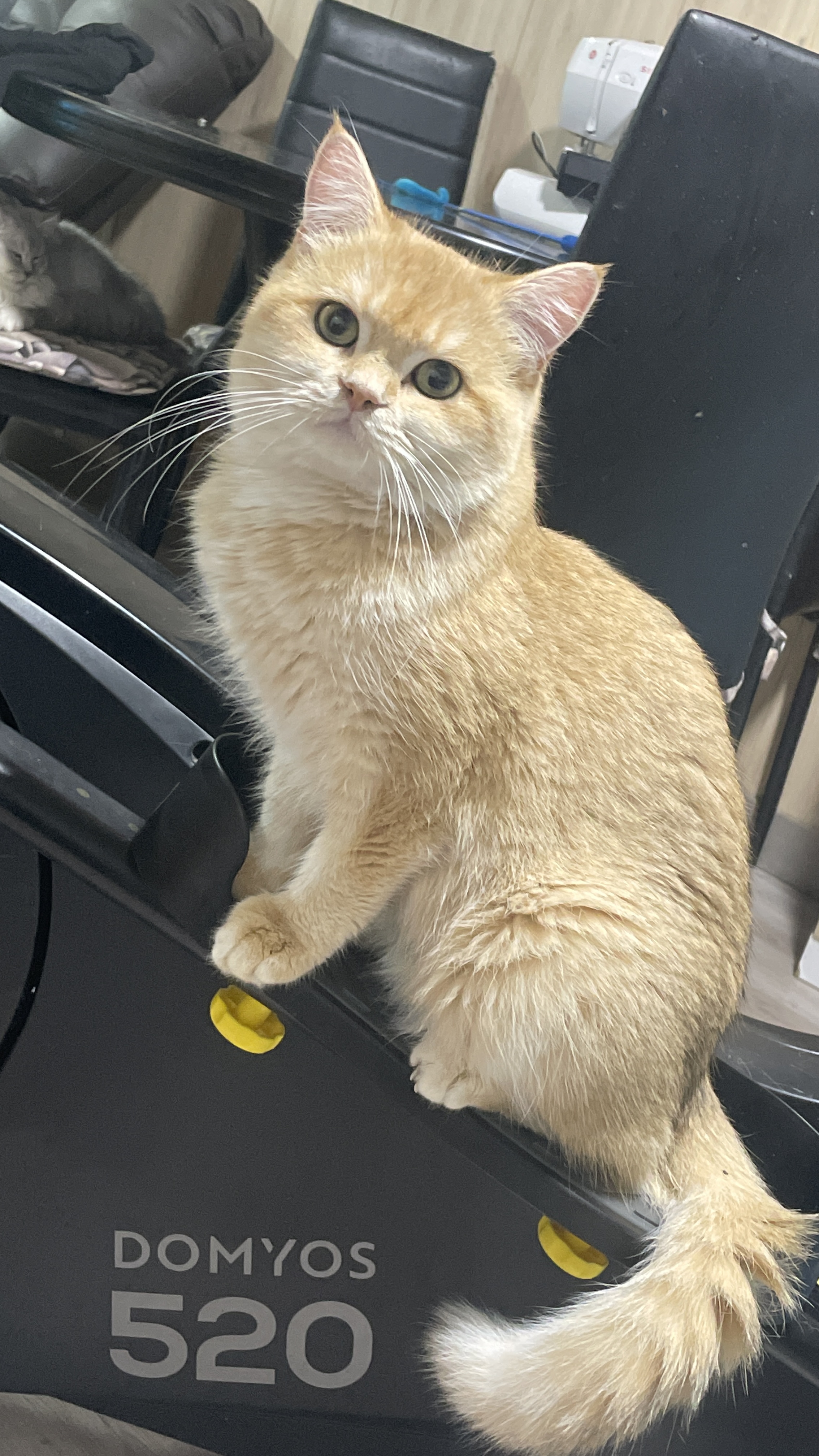 Odyssey Don Mary Oksanin