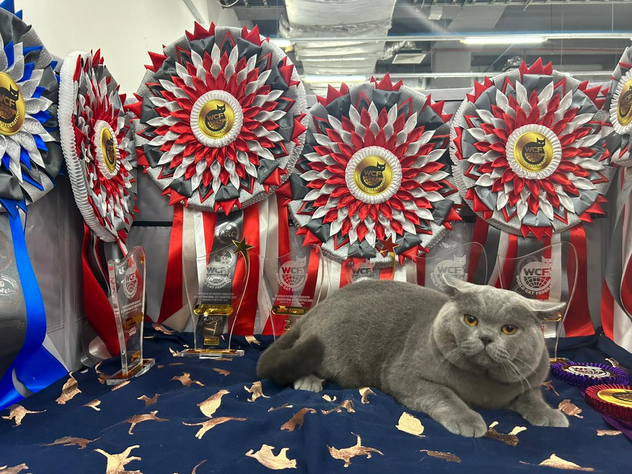 ROY ROGERS By Anyname*PL