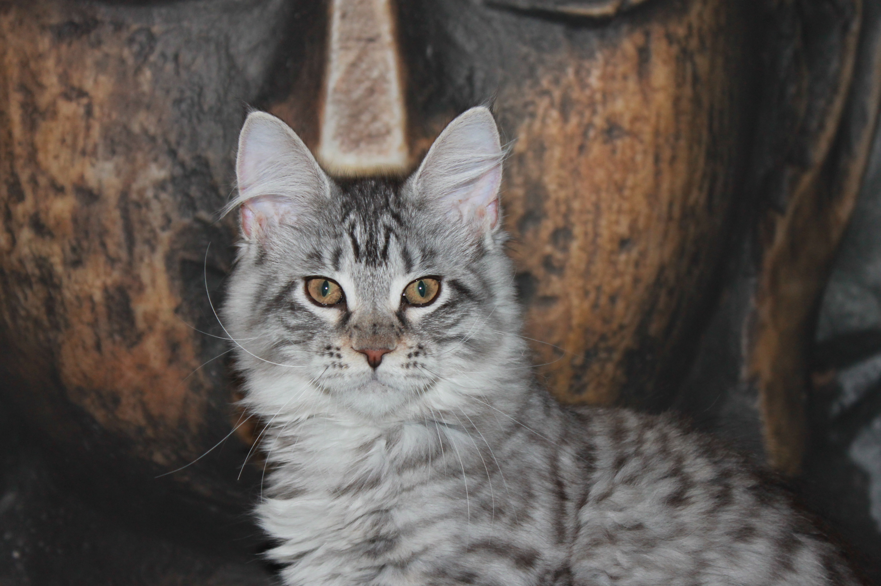 JCH. HIDEKO SAKRA ANGEL