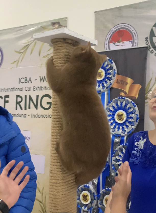 CH. Celin Fortium Cor