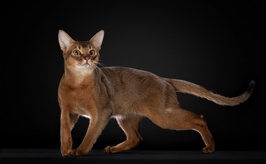 GICH. Emperor Leonardo VesnaAbilave