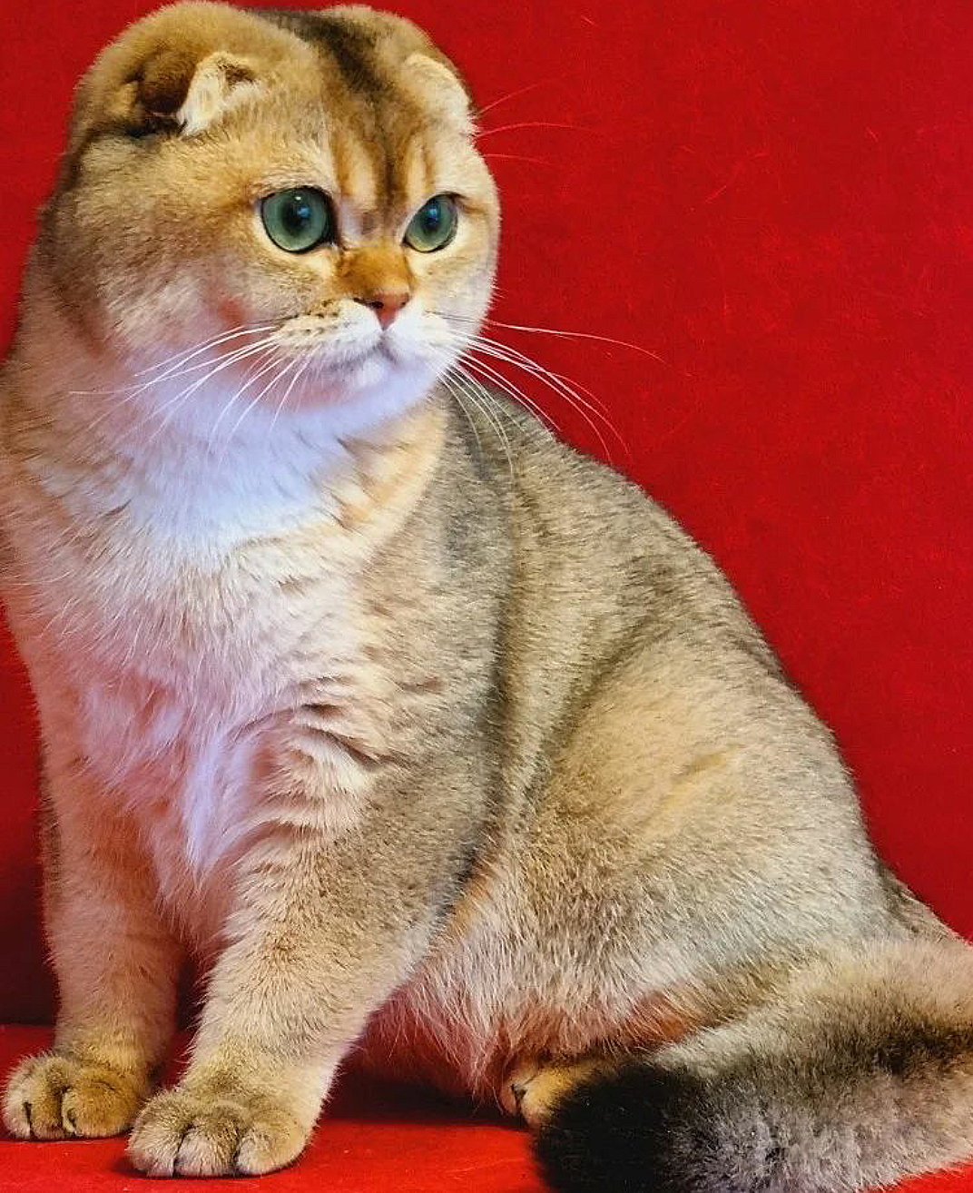 Zlatiy Diamond mozaic