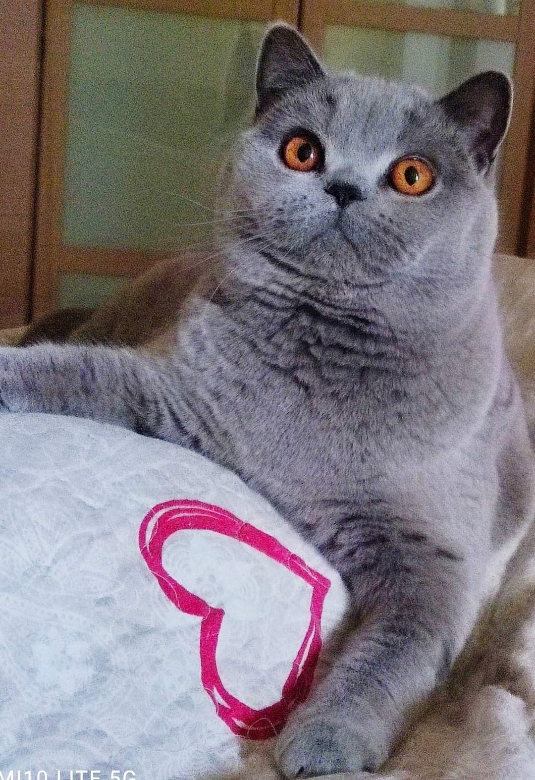 FOLLIA DEGLI ARISTOPIAZZI