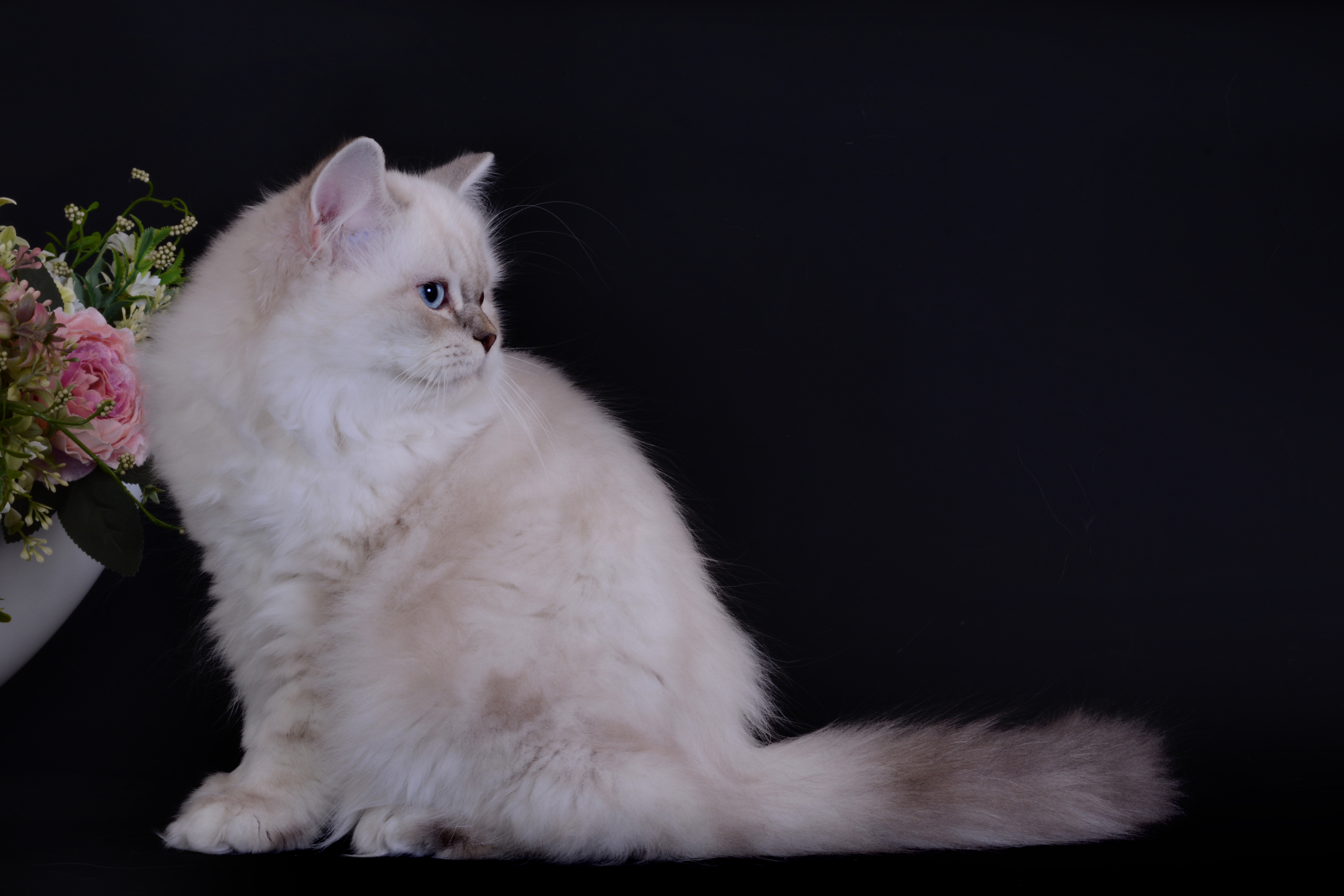 ICH. Sweet Beast Baronessa