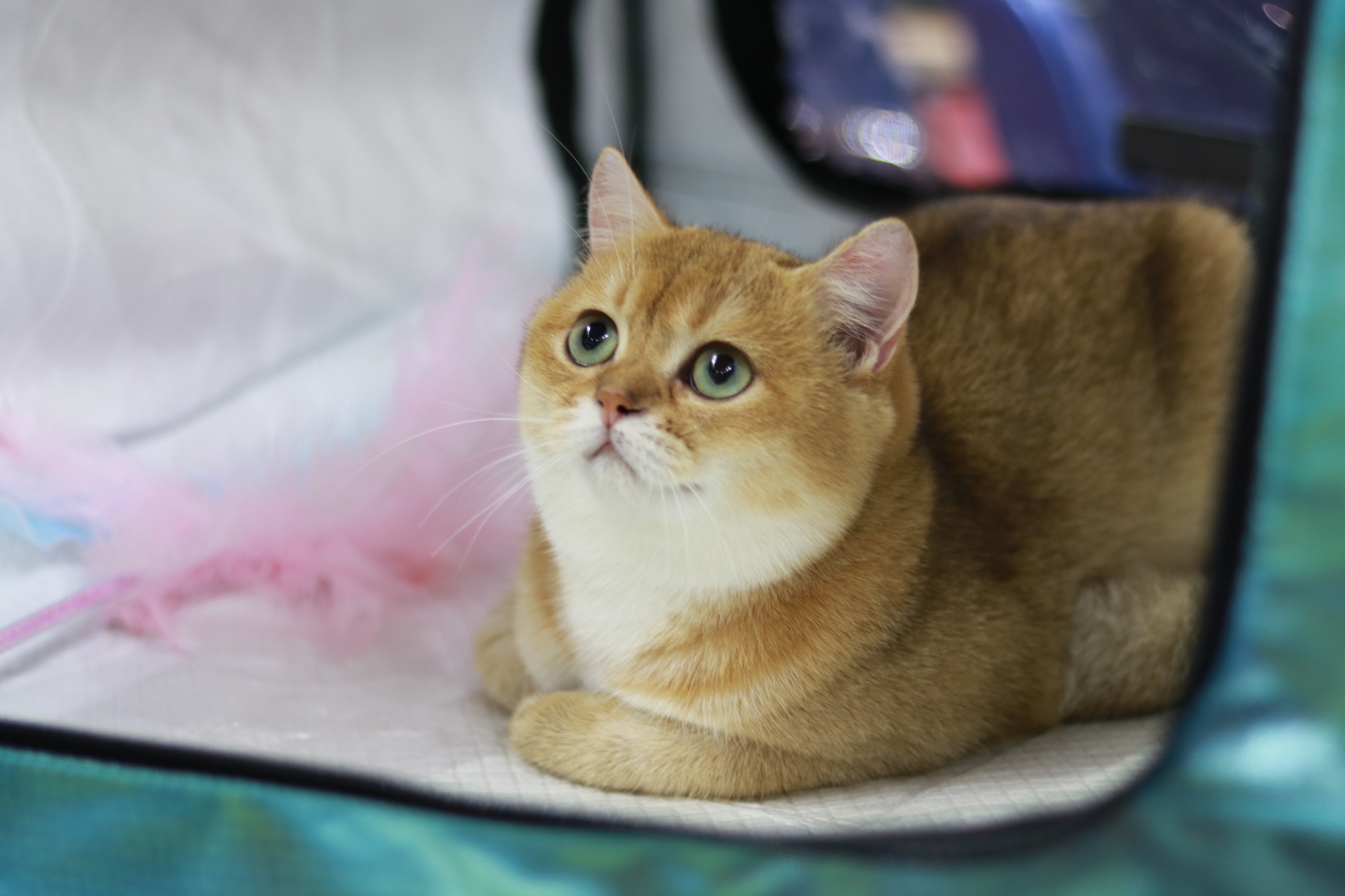 KCH. Santa Albeezi Ares