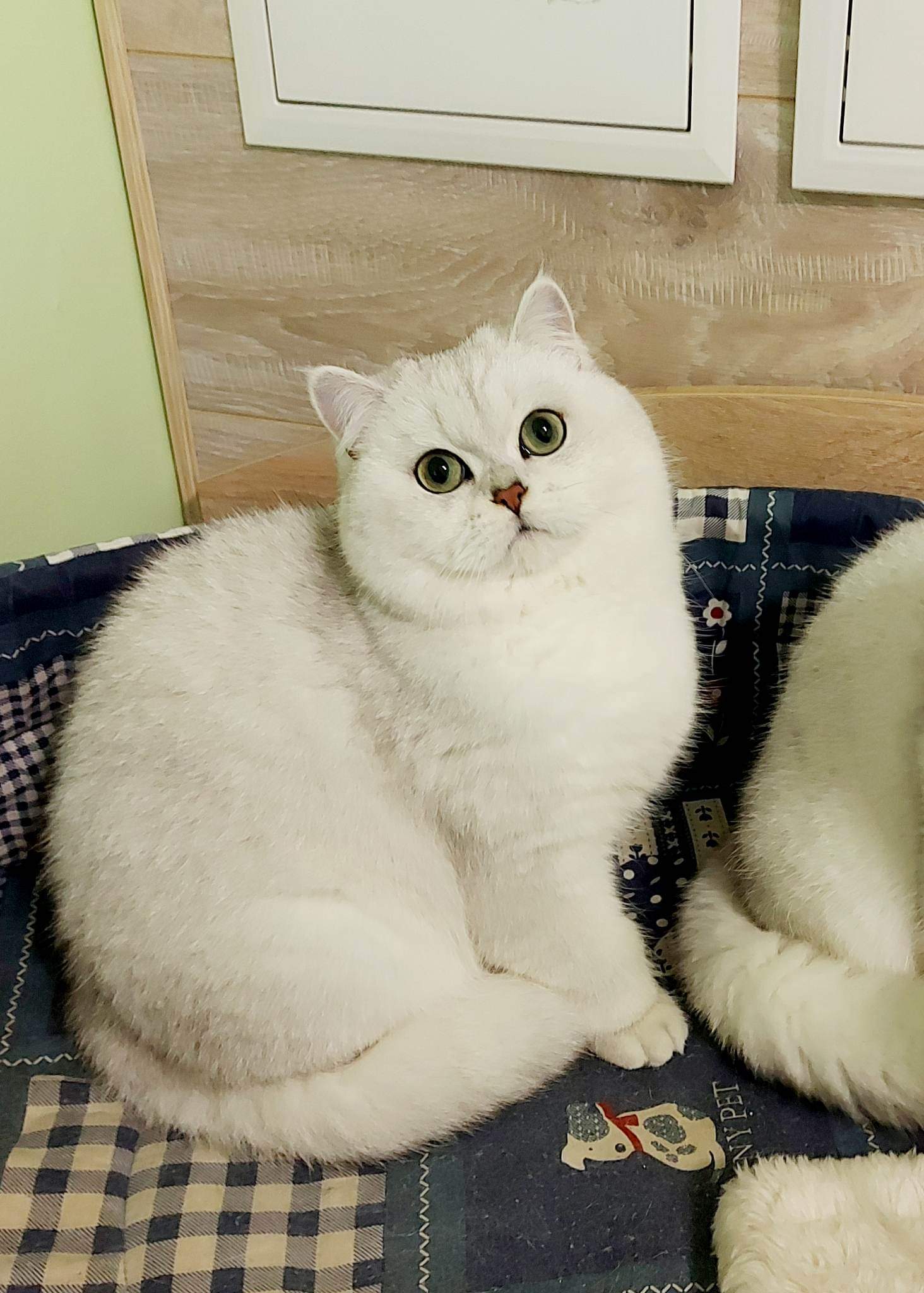 Zevs Crystal Valentine