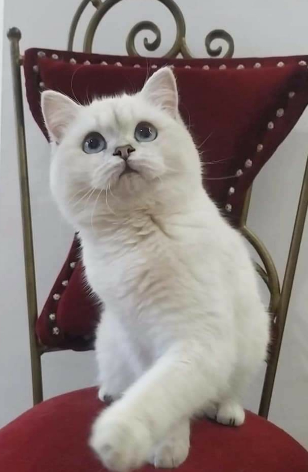 Mur Mur Glamur Kelly