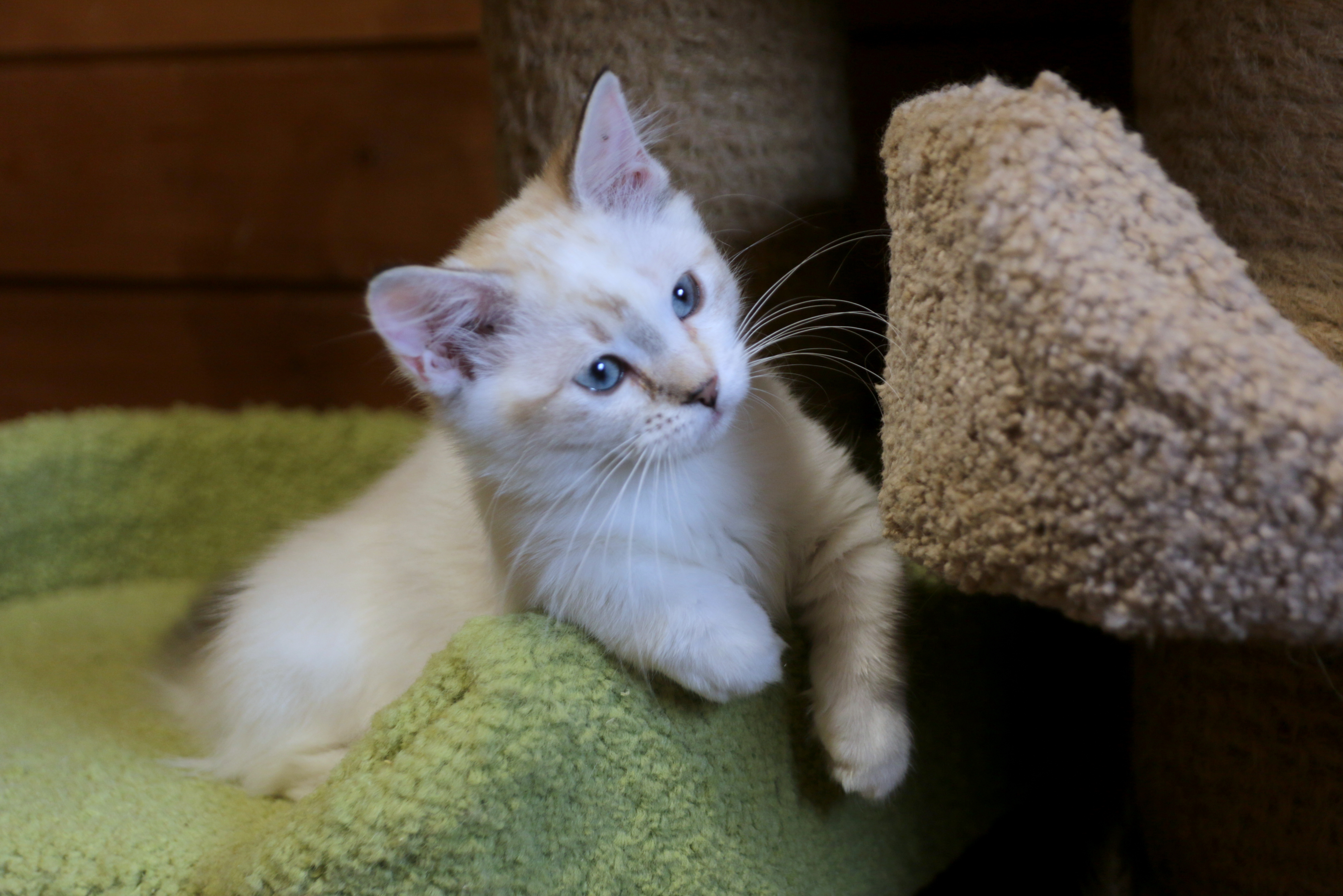 Gerda Benedictus Cattus