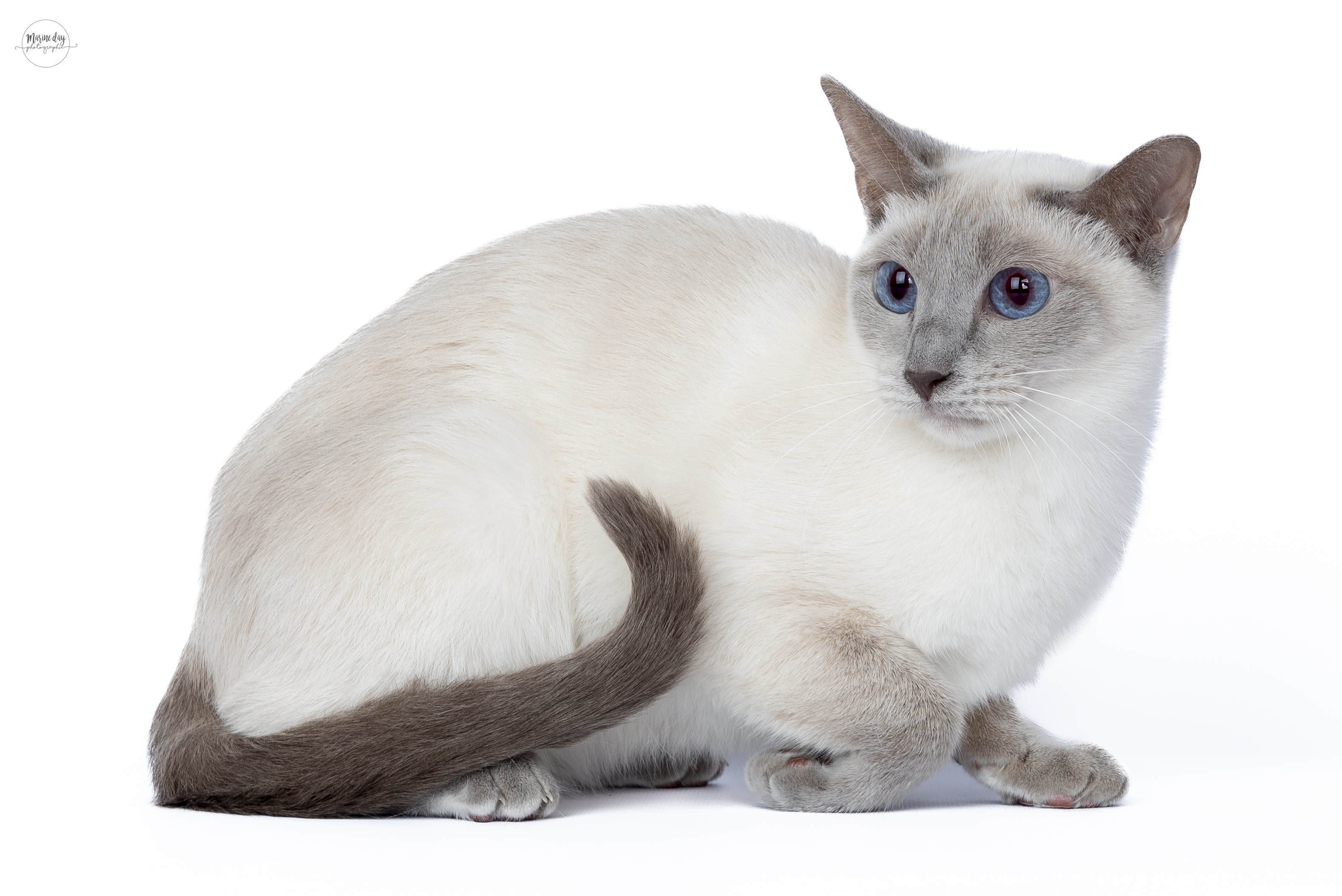 QUADEISHA PRINCESSE DU SIAM