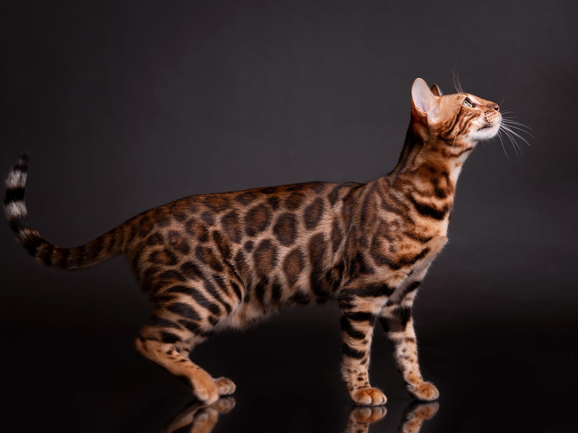 JCH. Asia Dream d'Arques