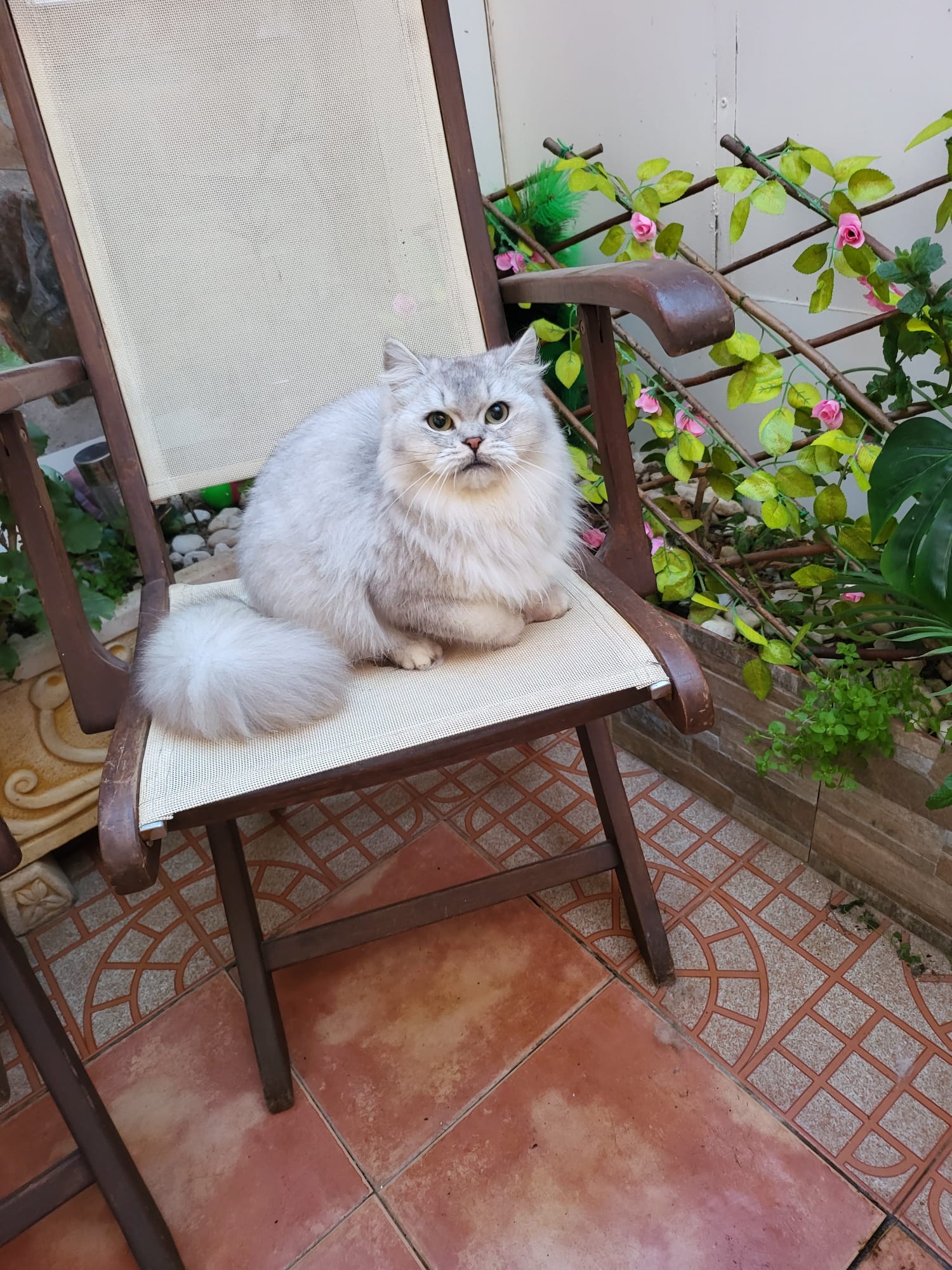 Andy de Asia Luxe