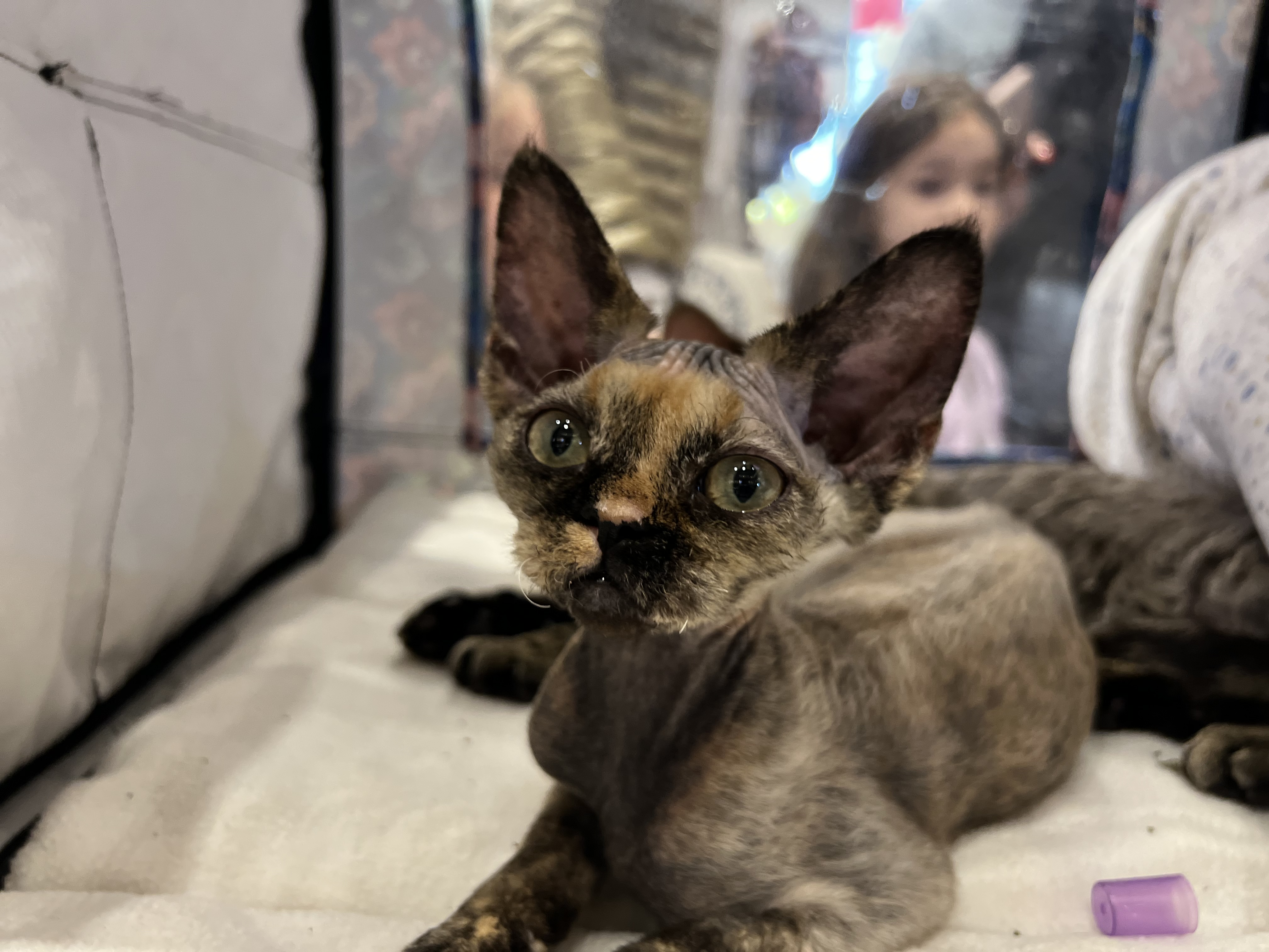 Graceful Elfes Coco Chanel