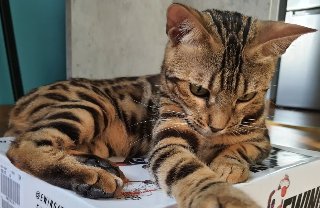 CH. Furbeta Teresita