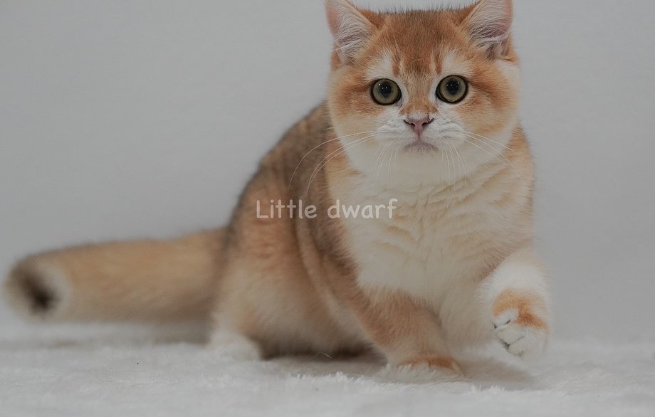 Little dwarf's Bimbap