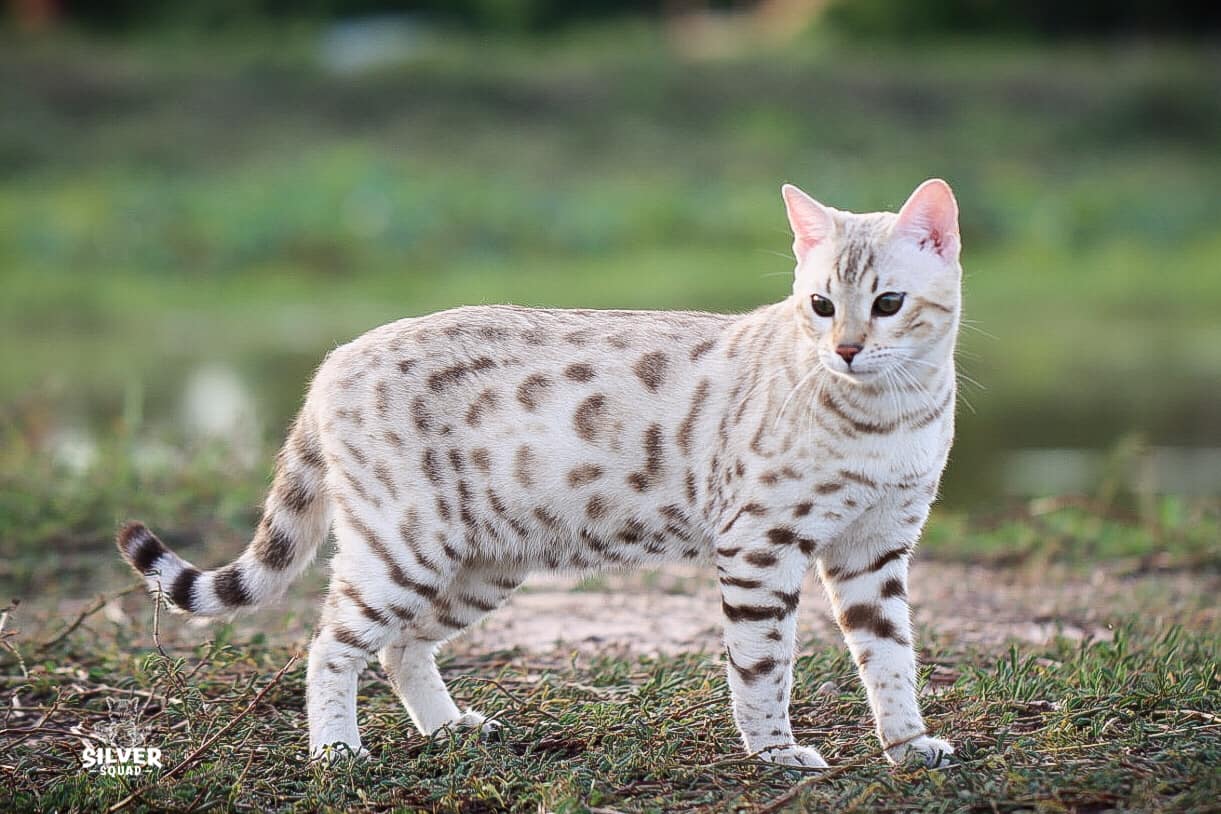 CH. Minileo White Phoenix of Silversquad