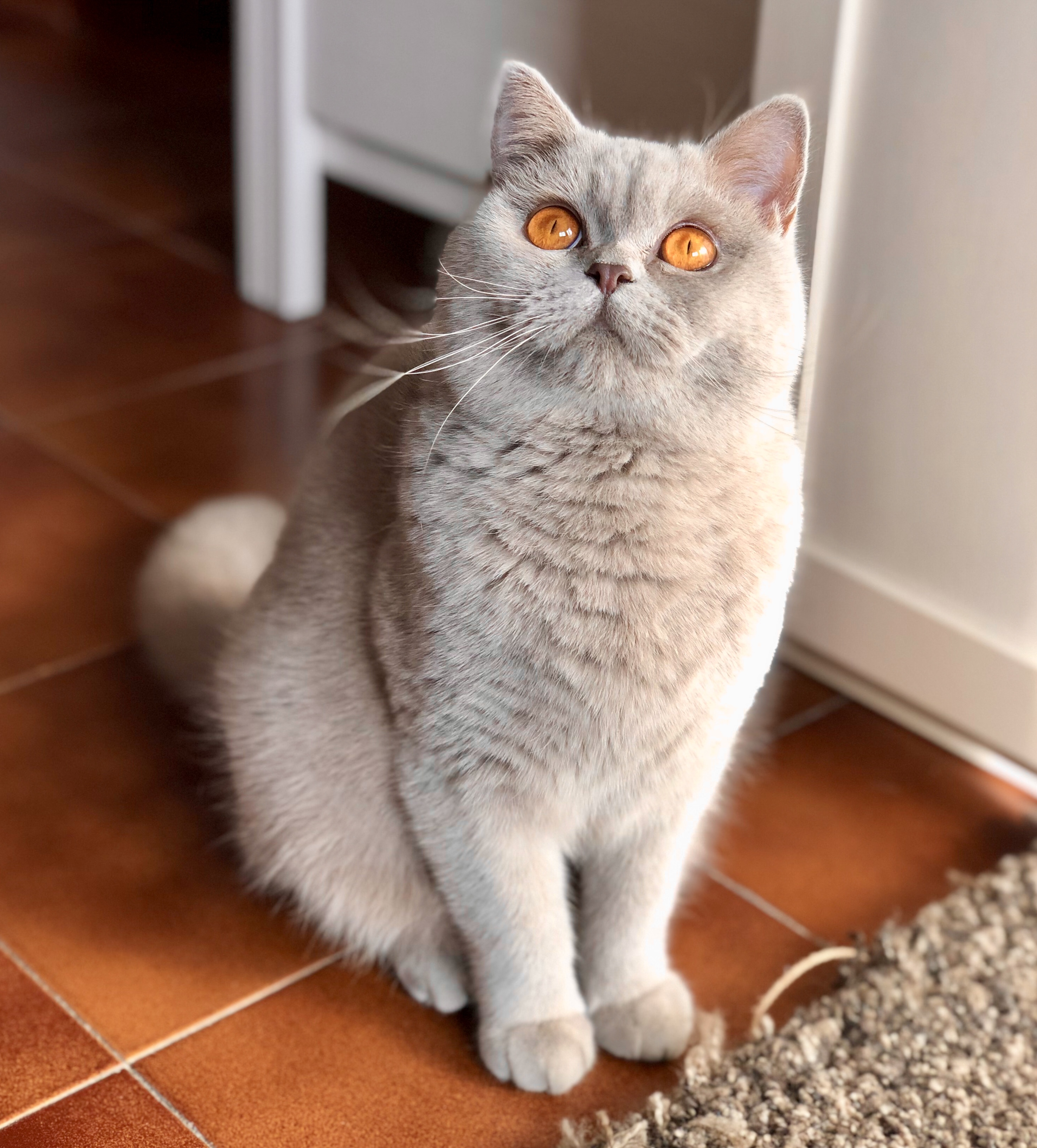 ICH. Gemma Apriti Cielo*IT