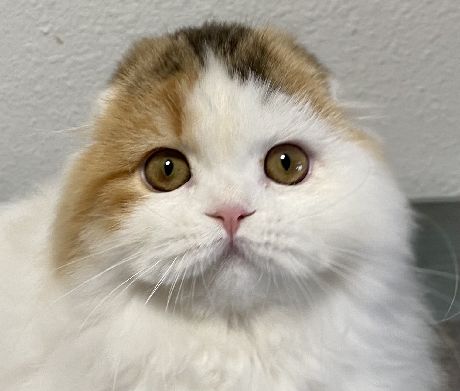 Giardino delle Favole Ashely