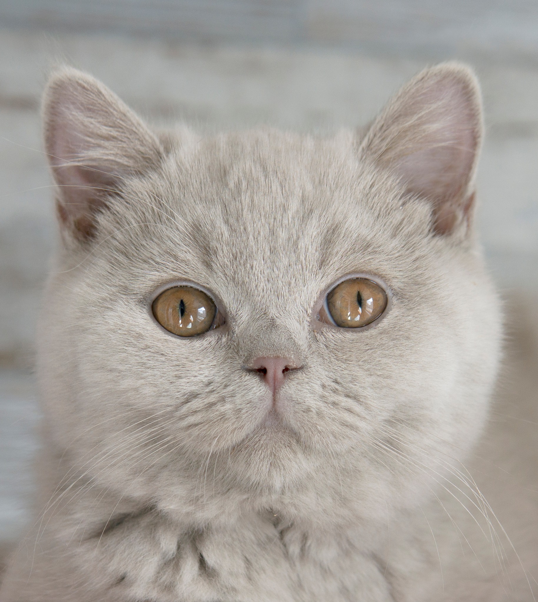 Nicolau Fantasy Avalon