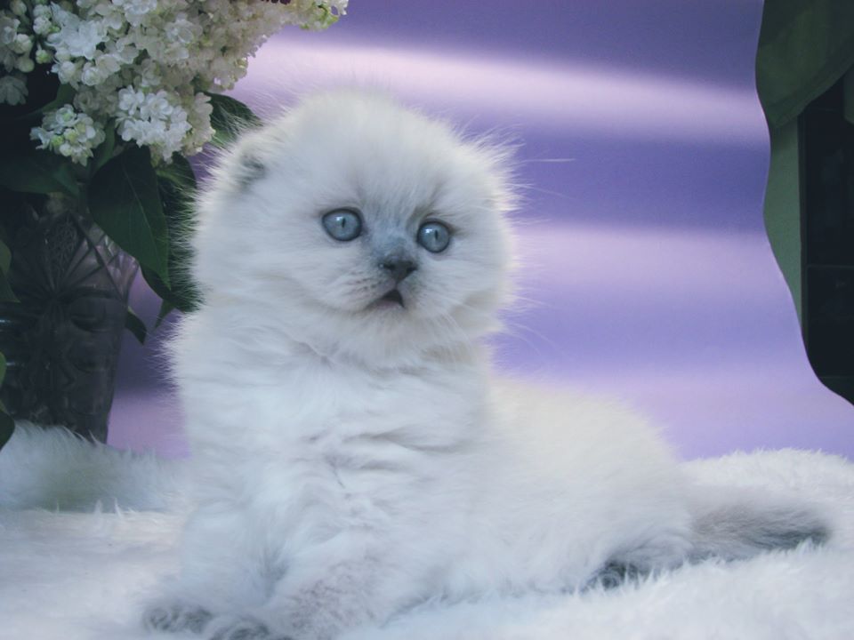 CH. Karmen  Agnessa San