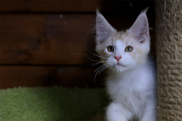 OPIUM BENEDICTUS CATTUS