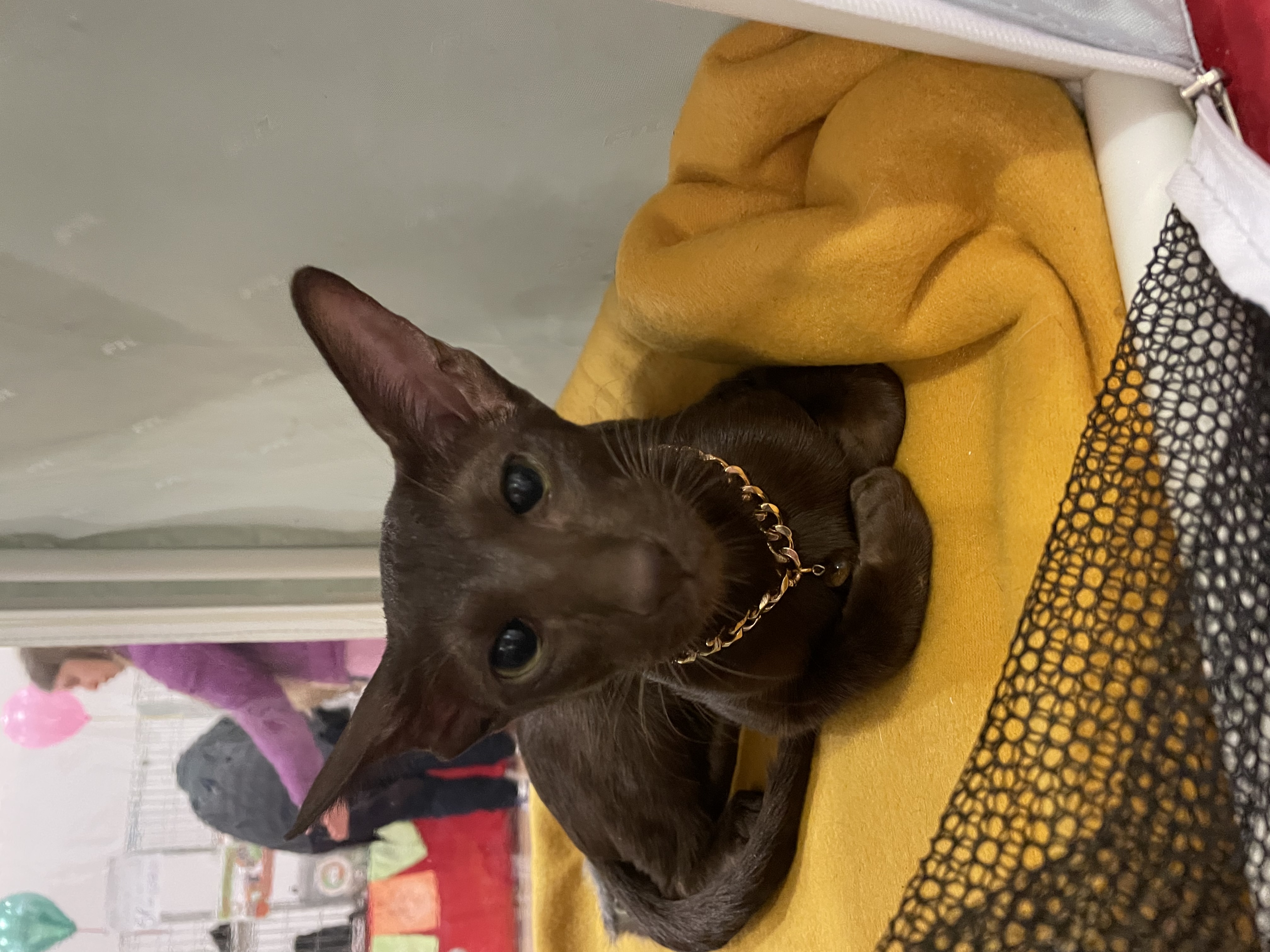 Luna