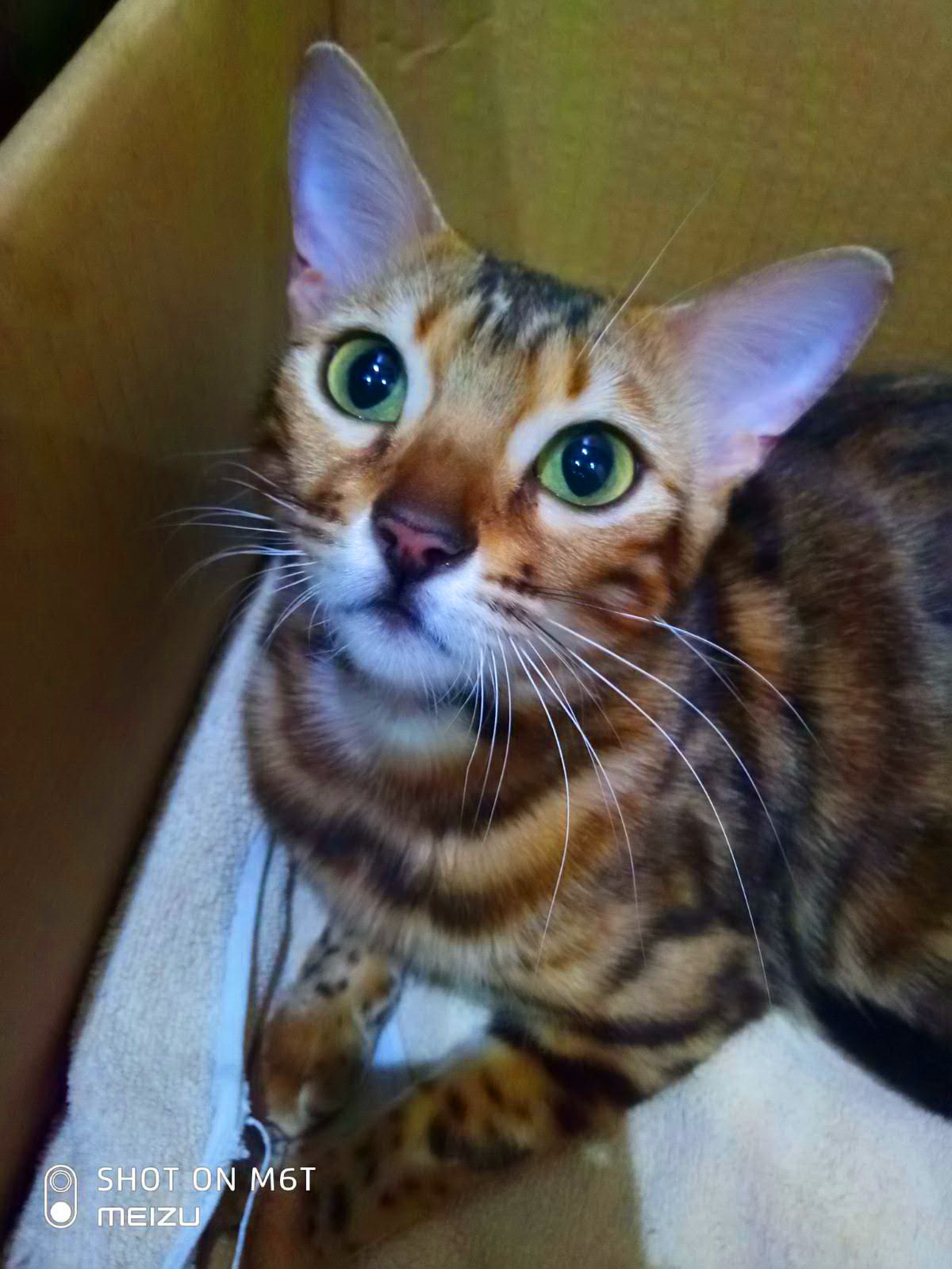 Jacqueline of Endymion*MD