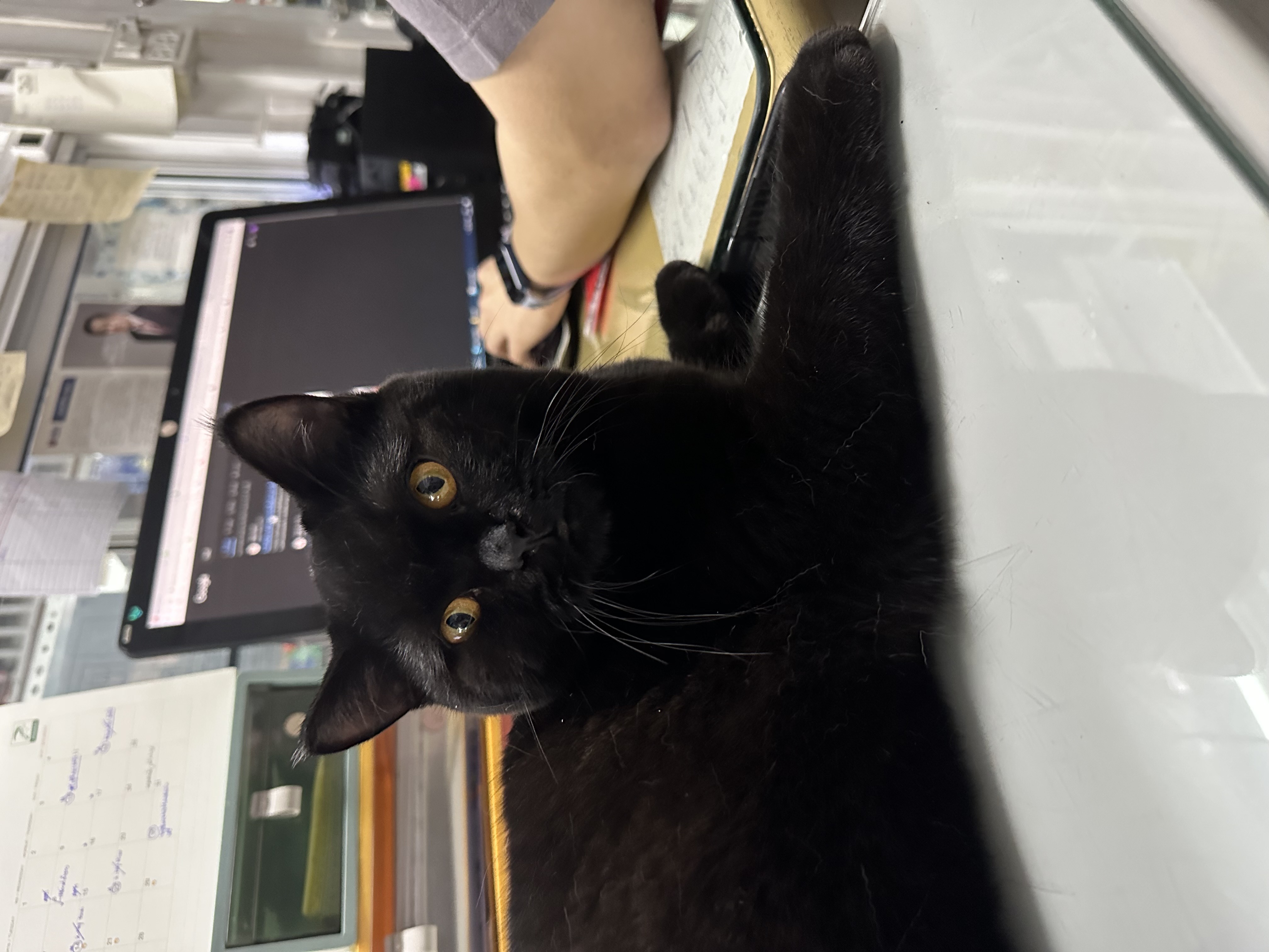 Jaguar Namu of Meowvibha