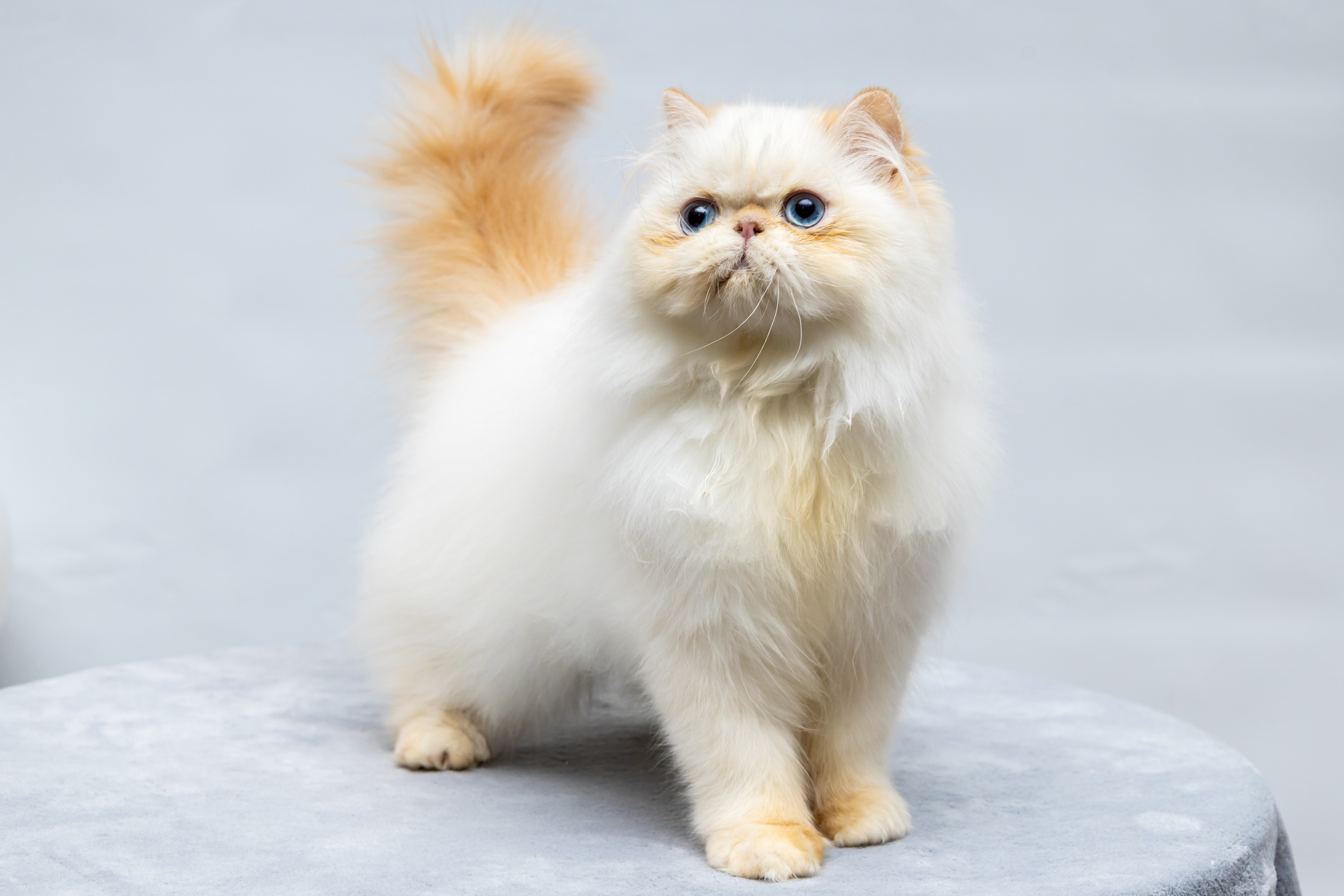 Serendibite Antonio Banderas