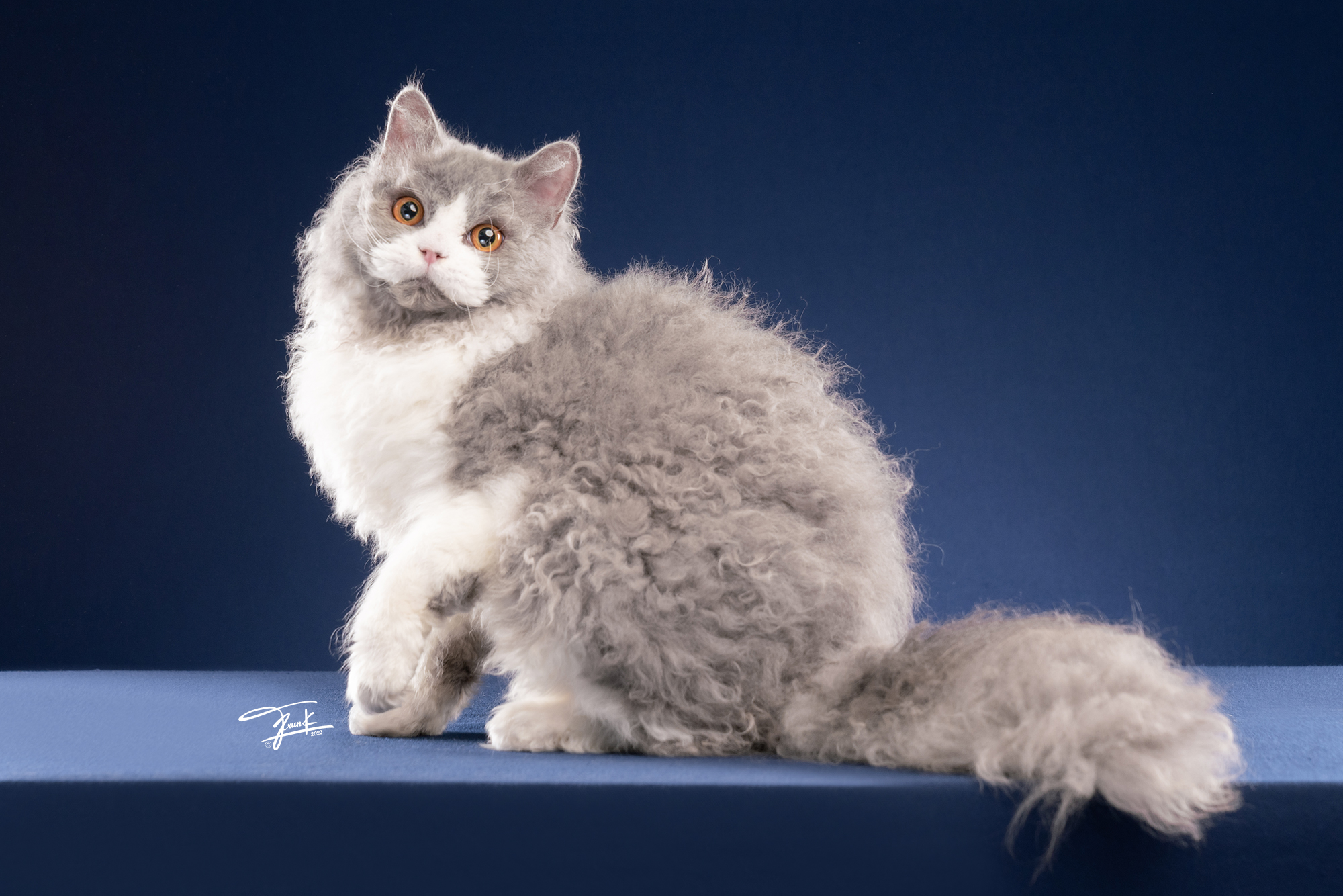 Hey,Wily'SR Curly King