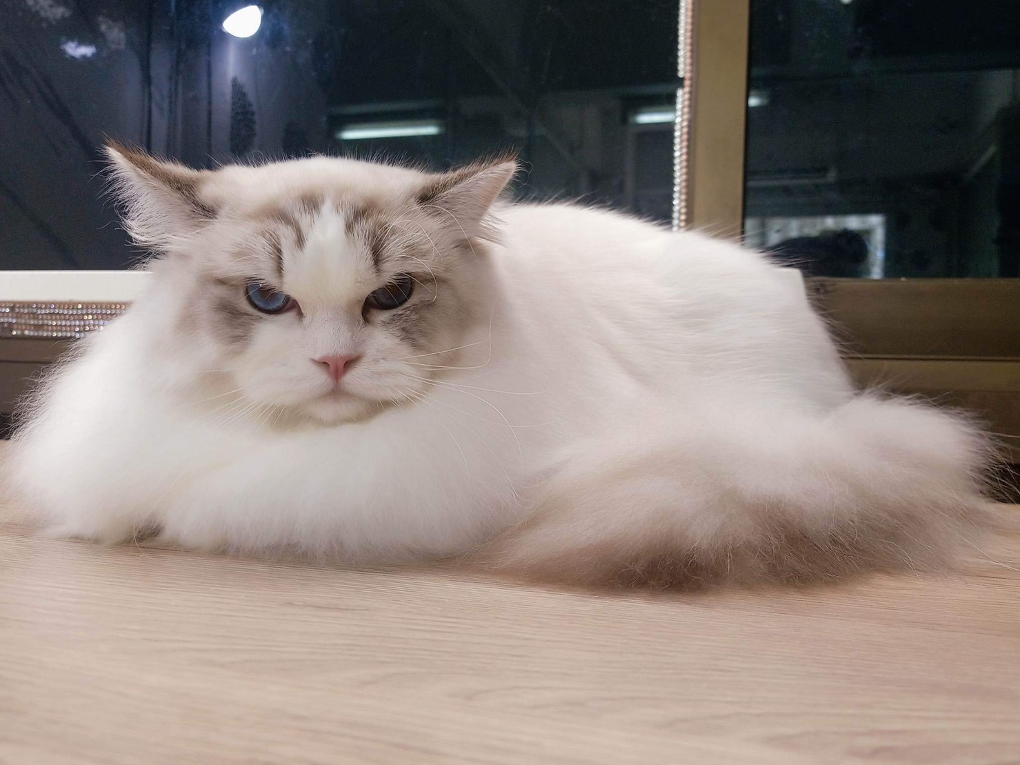 XBINGBING MOCCA