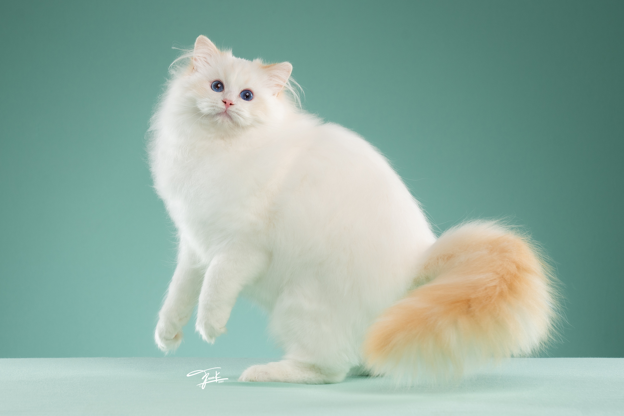 JCH. GR* PERLA DOLLS MOUNT IDA