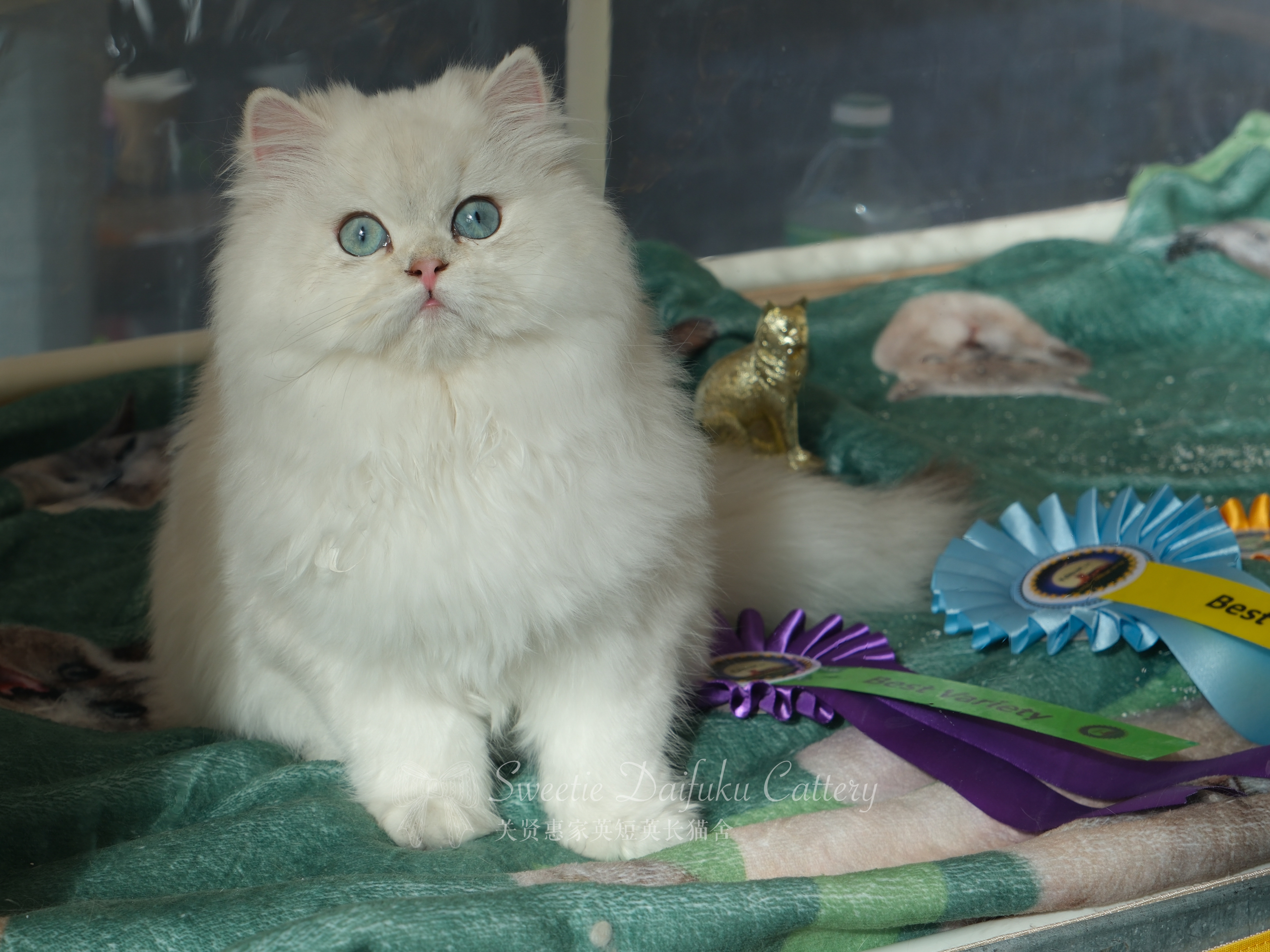 Echo Aussie of Xianhui's Sweetie