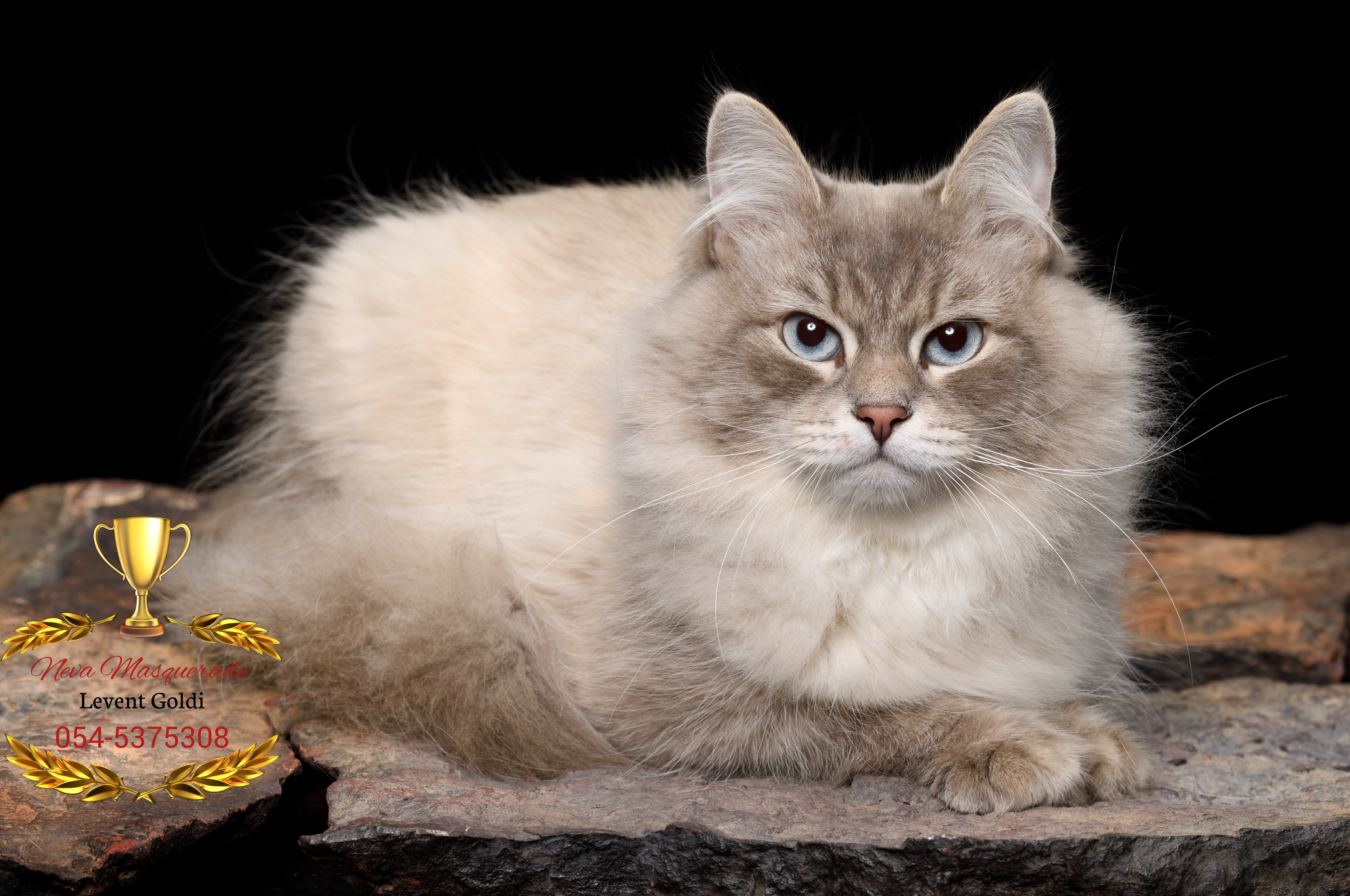 CH. Basile Snezhnyy Lotos