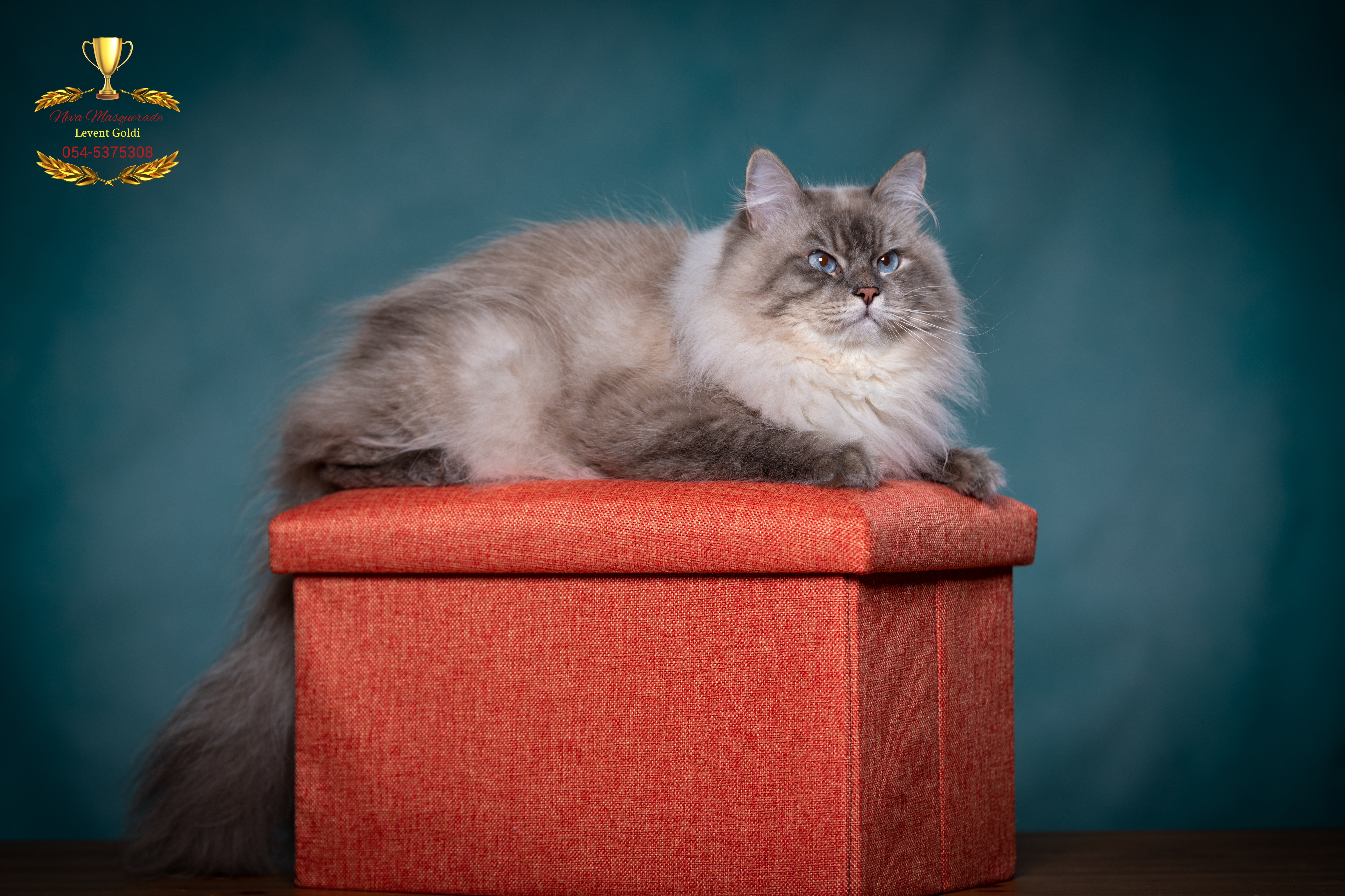 Levent Goldi *IL Bernard