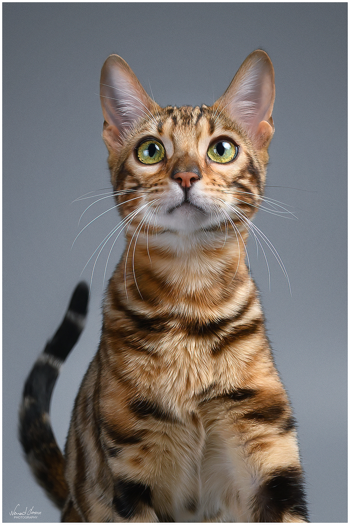 CH Hera Regina Magic Cats Eyes*HR