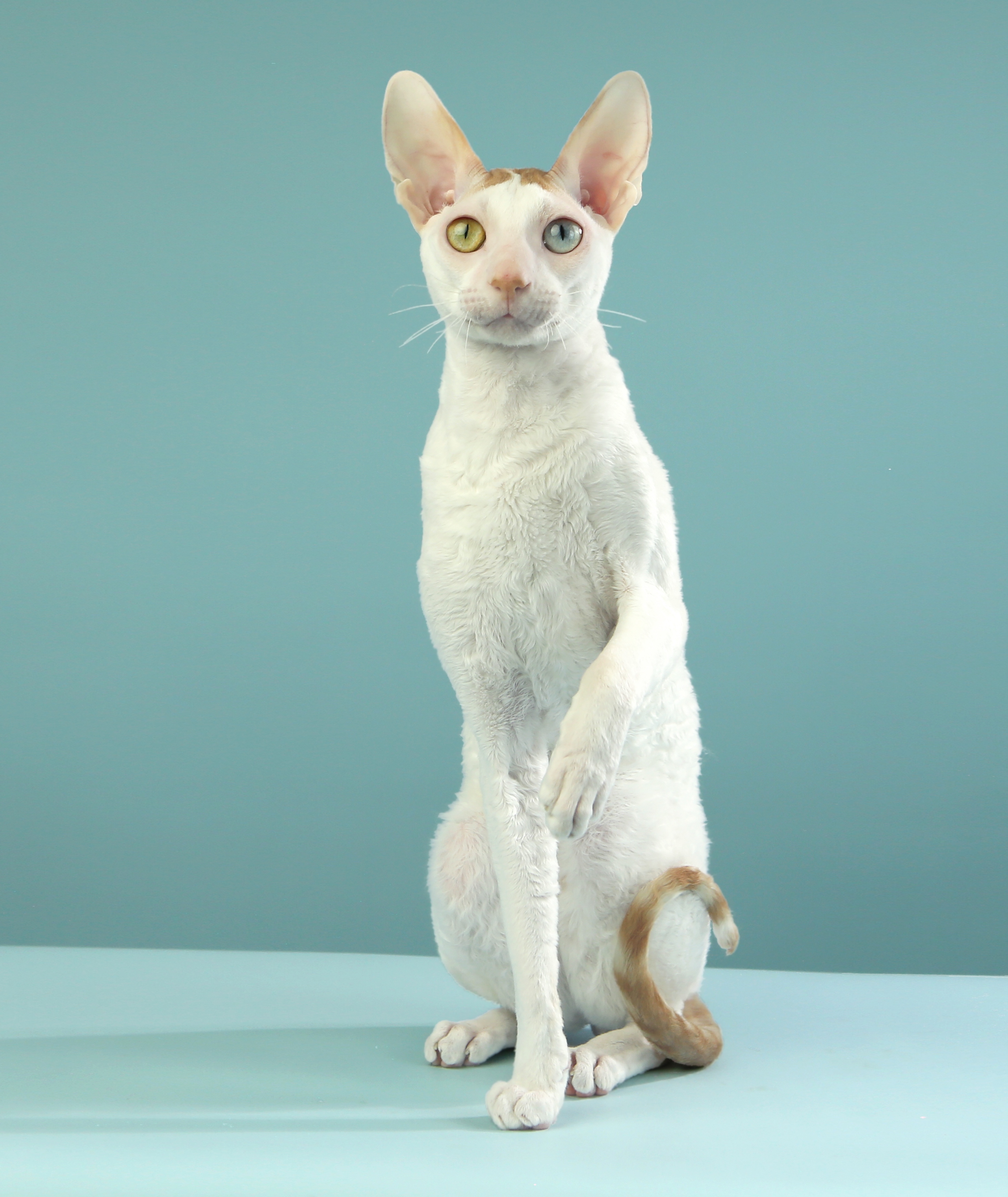 Winter Sun Anima Et Vita *BY