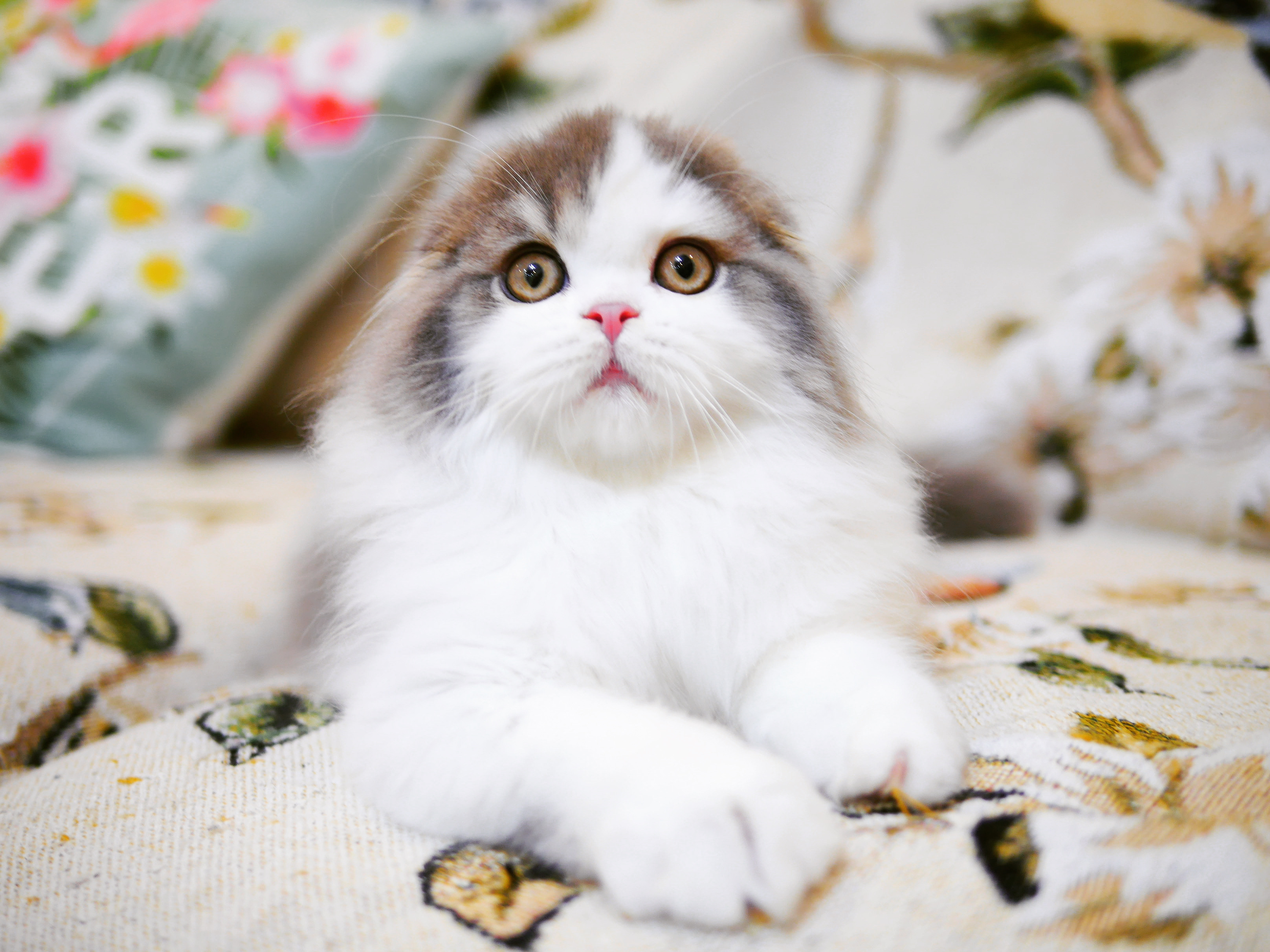 Lanna Sky Bugatti Divo