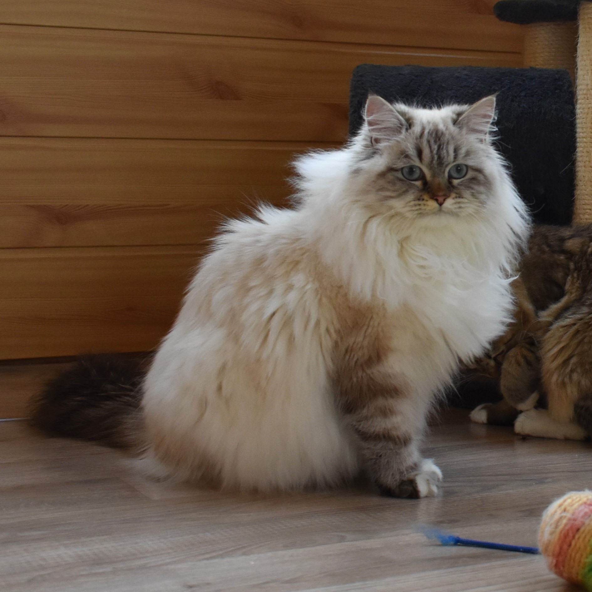 CH. USTINKA LARIMUR *UA