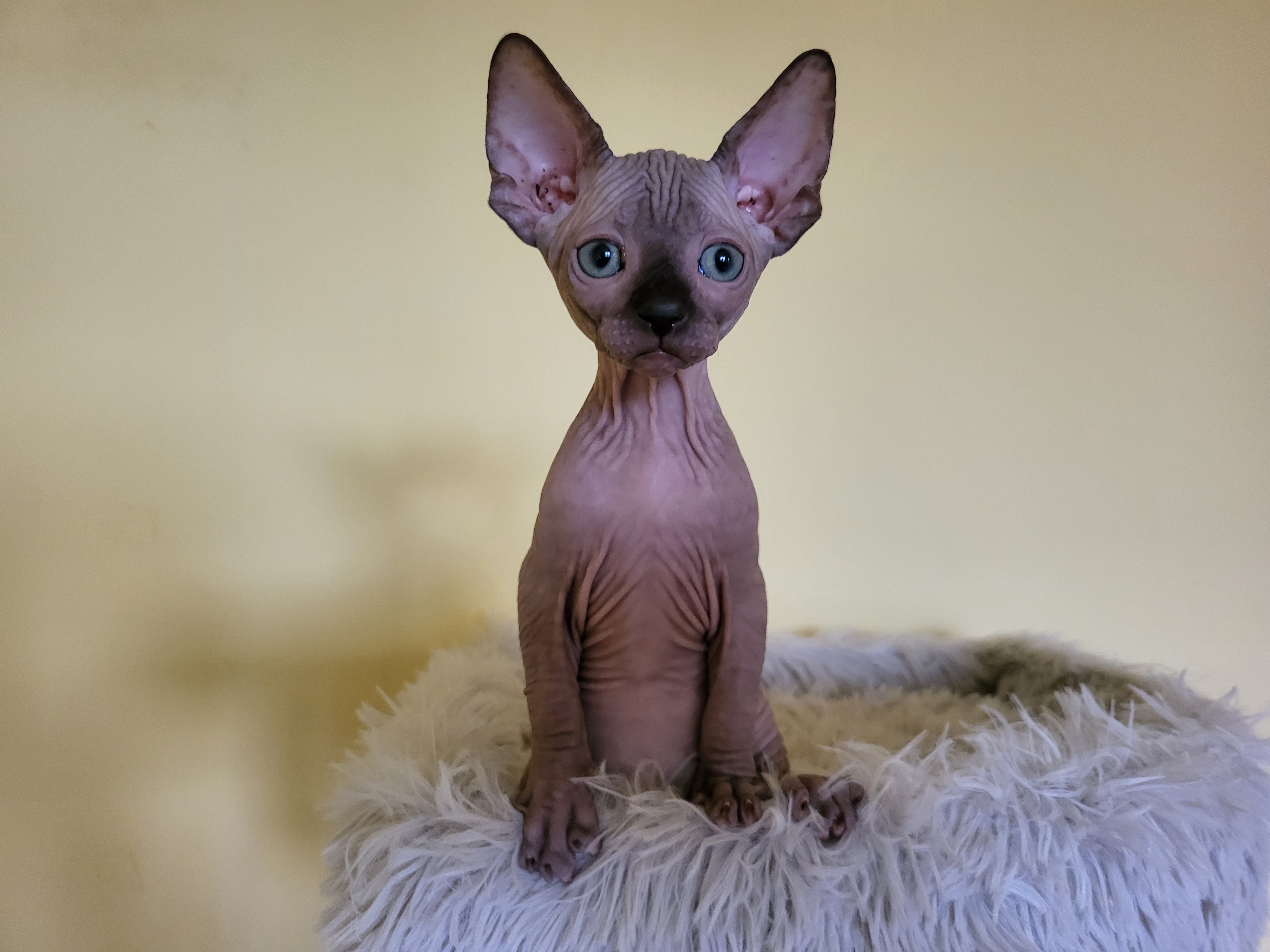 Luxi Jr. Smart Cookies