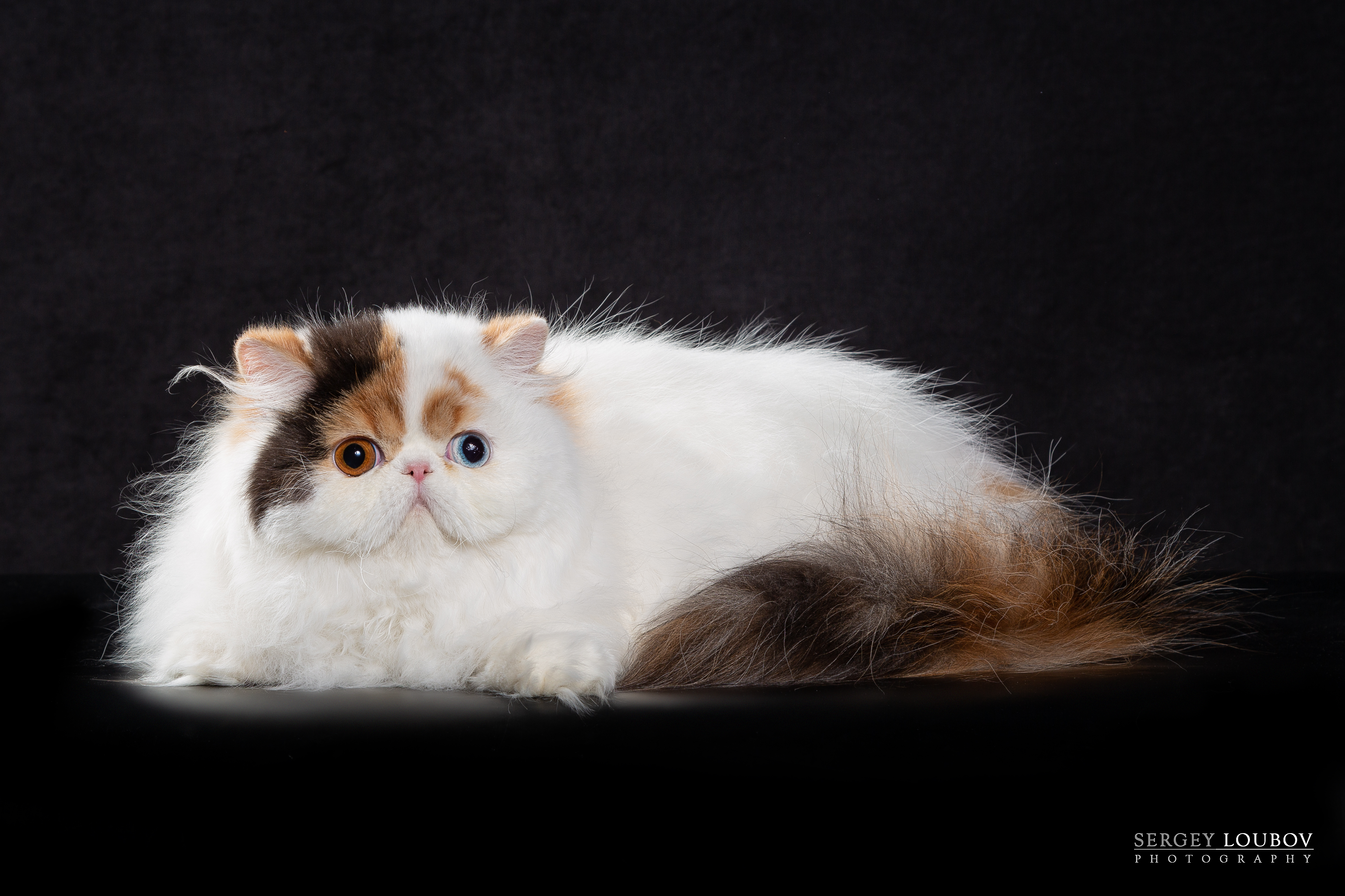 MY STARCAT MIRACLE OF SNOWBALL RUS