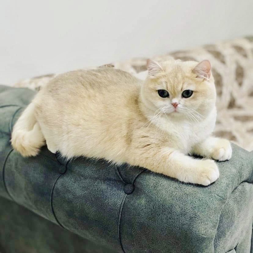 Aegean Stars Christin