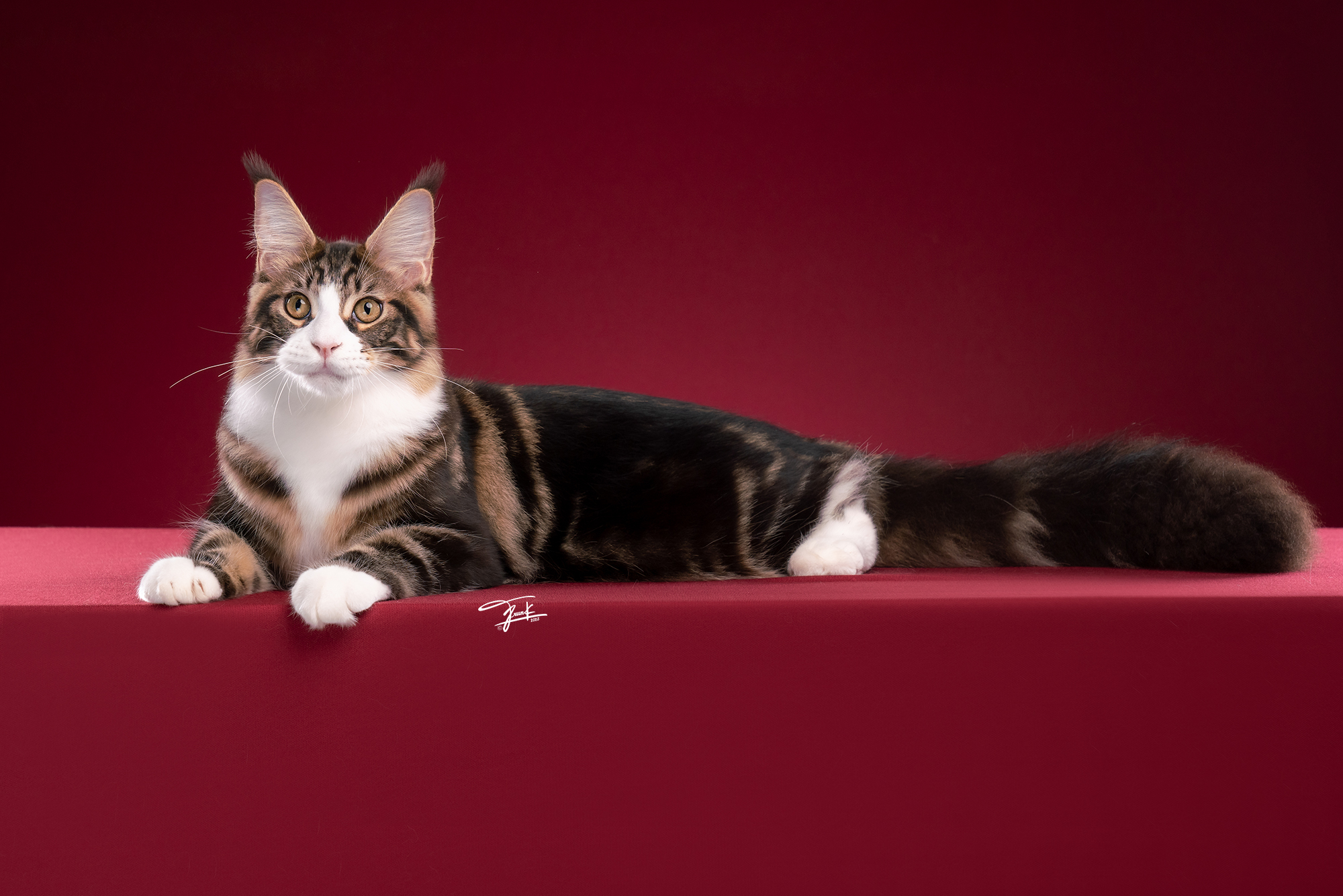 JCH. CATONTOP PHILIP