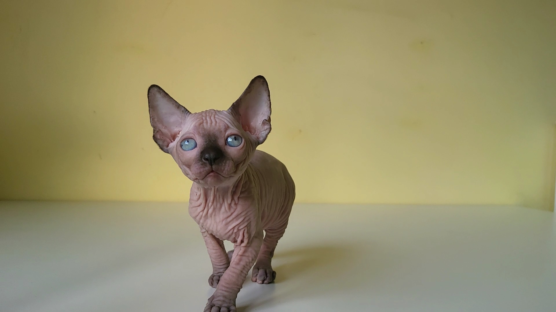 Lollipop Smart Cookies