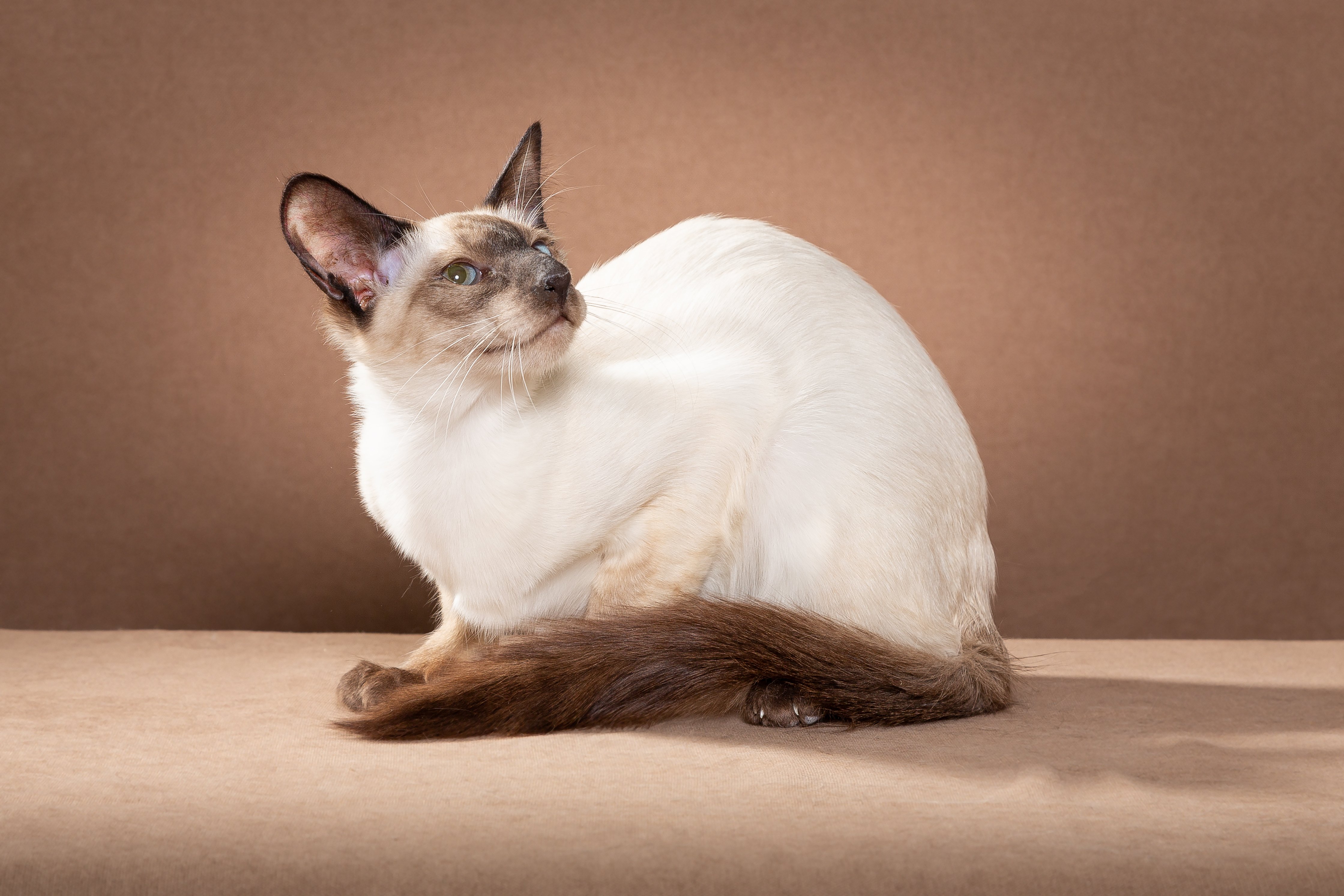 JCH. Okatava Fine Tanyuha & Bastet Ural