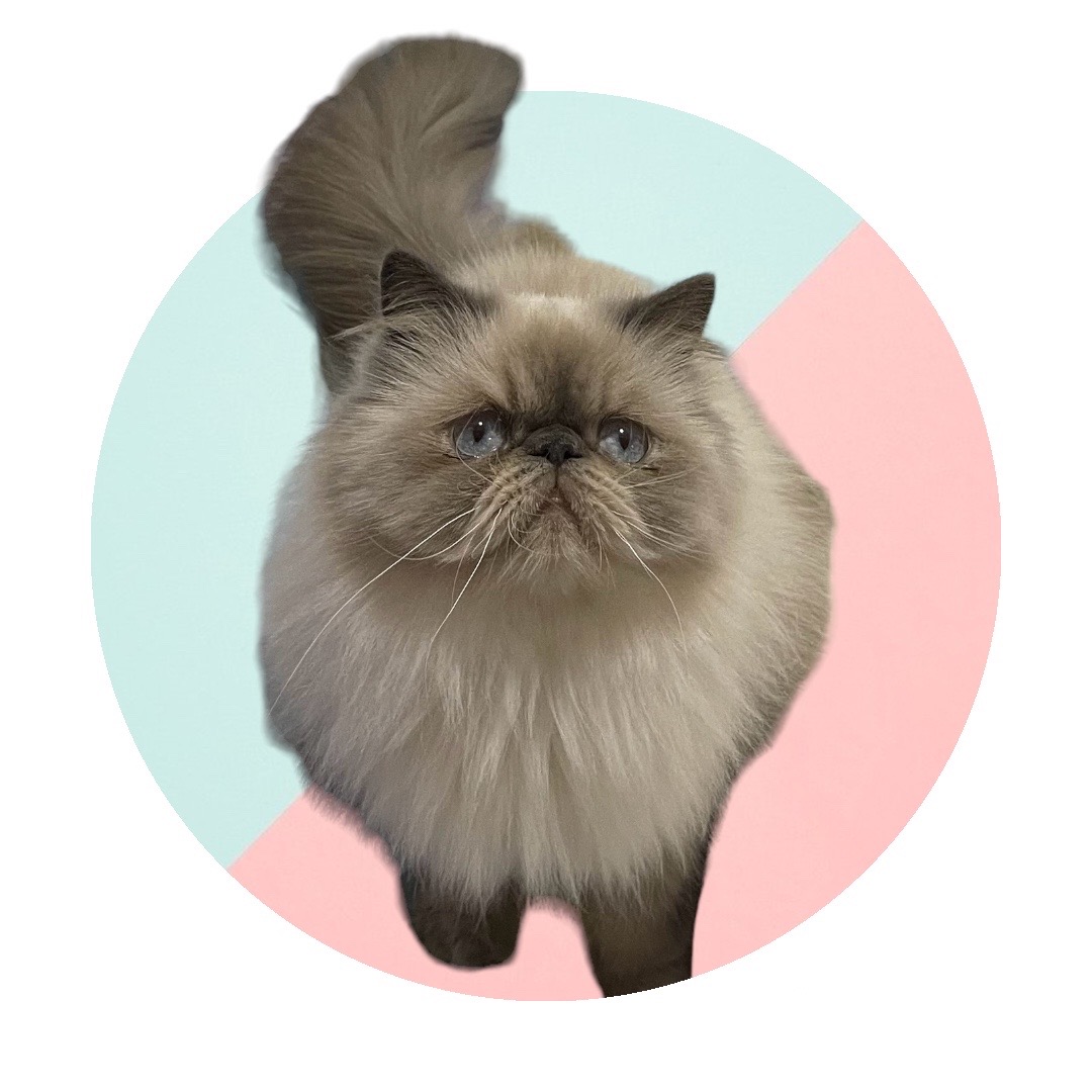 GLORI-AMANDA SILVER EDELWEISS*UA