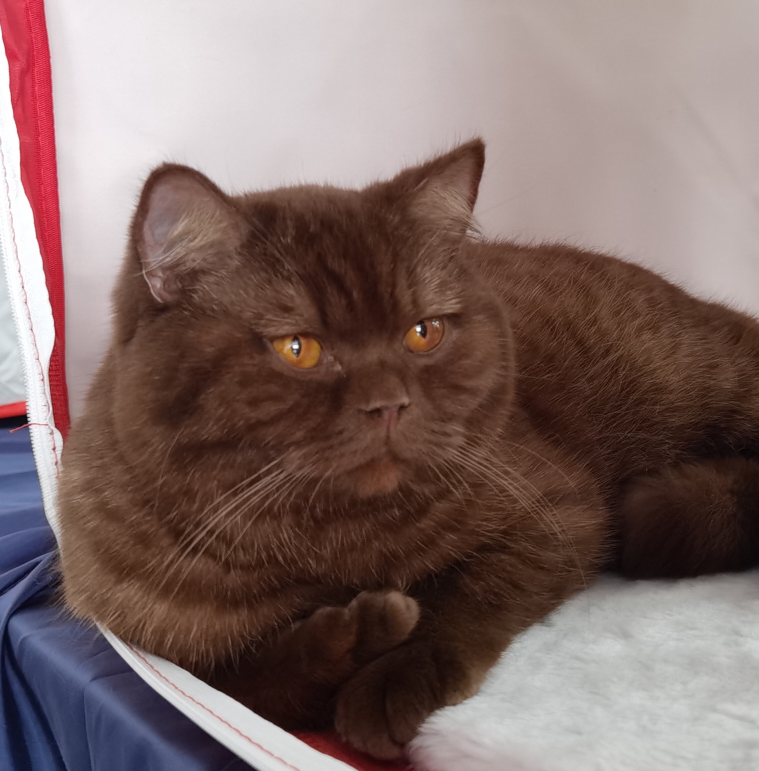 CH. Joli Pli Bastian Choco