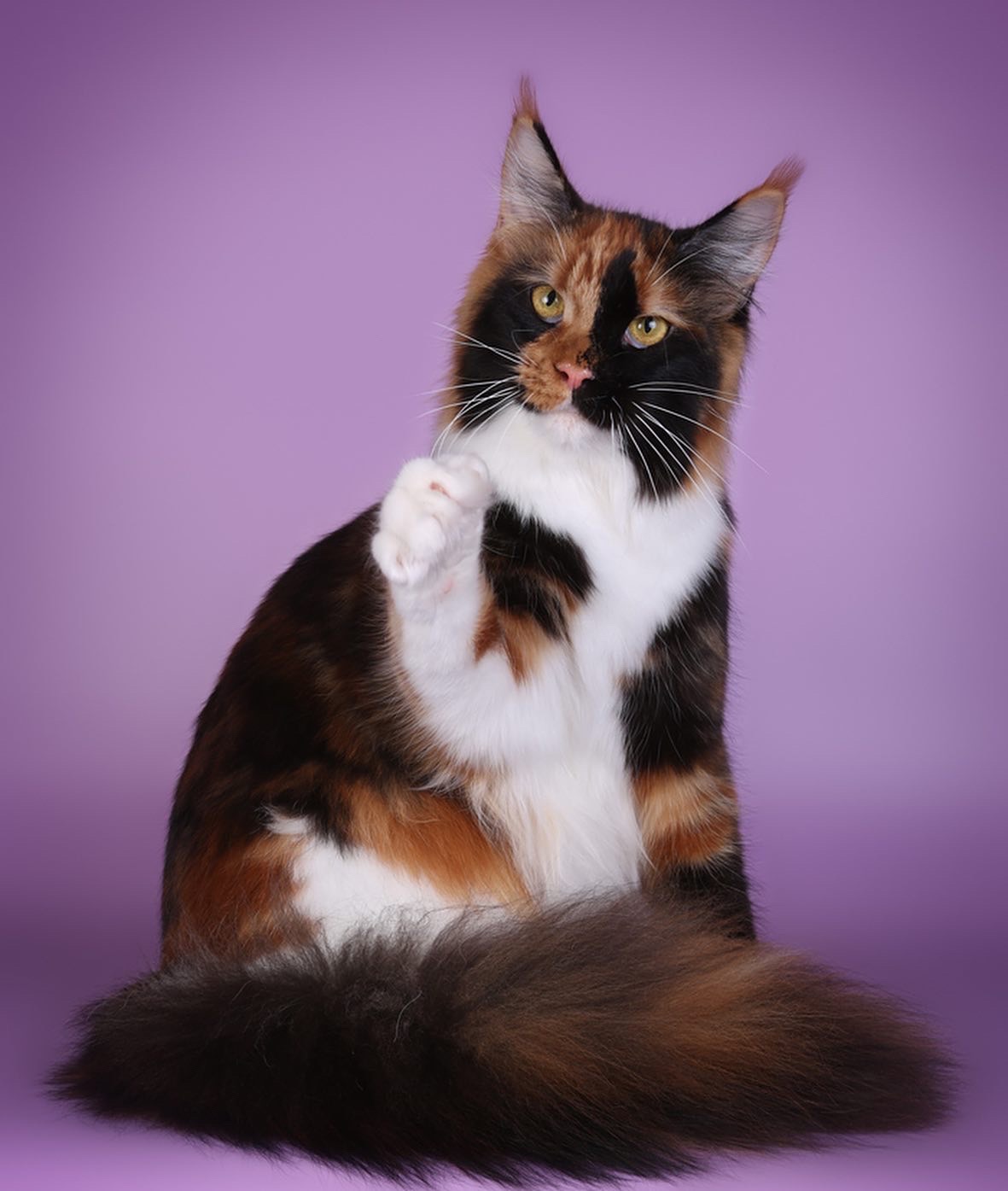 JCH. Pinavija Udeiman