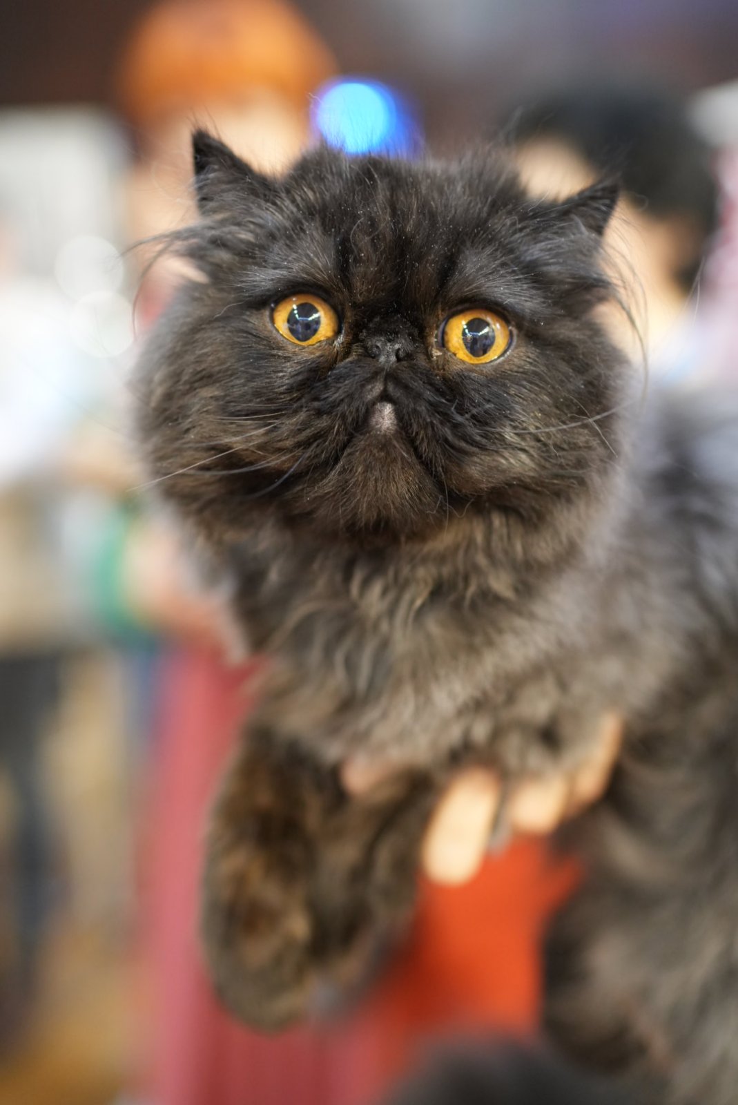 BG Moonlight mystery Persy Lani